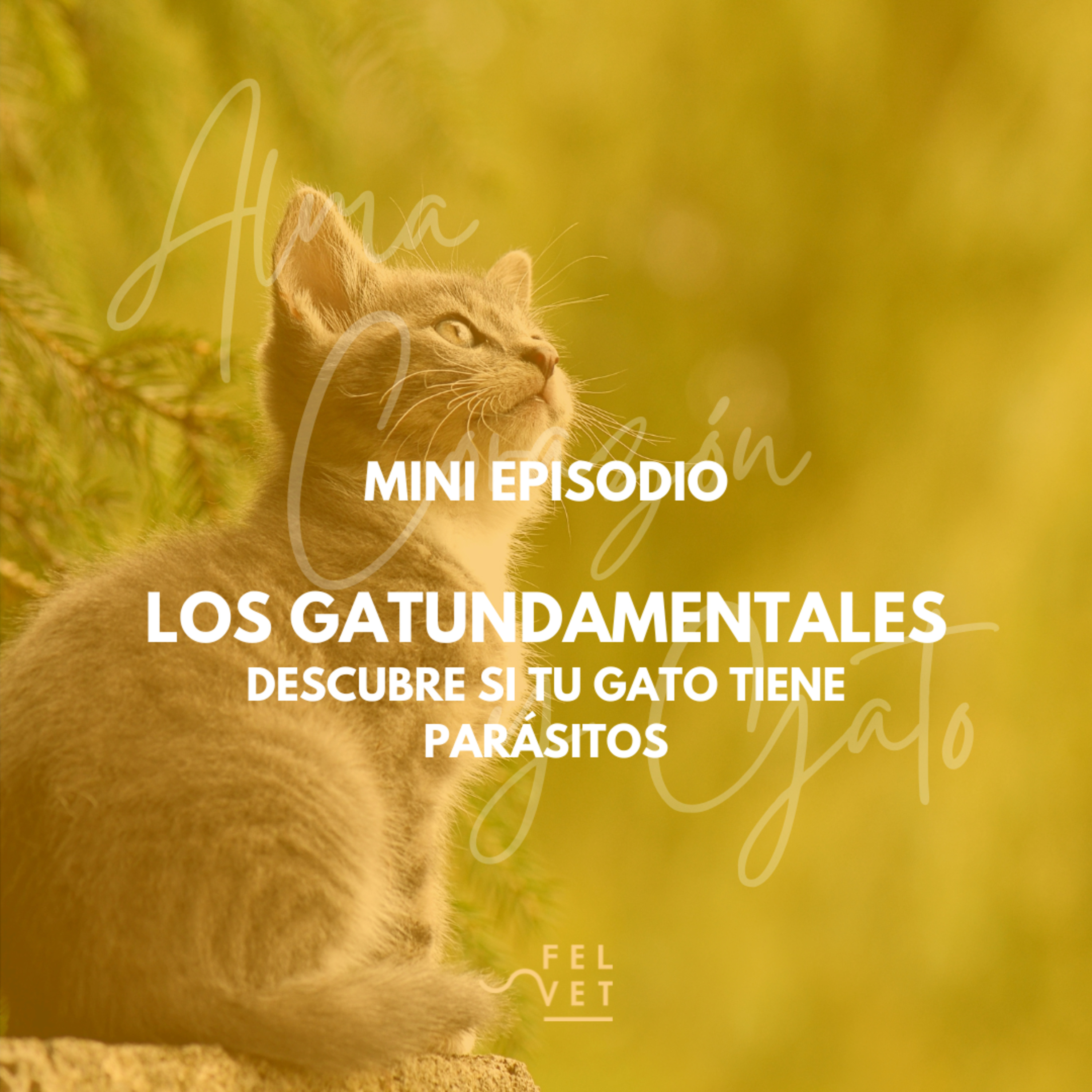 GATUNDAMENTAL EXPRÉS: Descubre si tu Gato tiene Parásitos: Signos, Diagnósticos y Soluciones Naturales