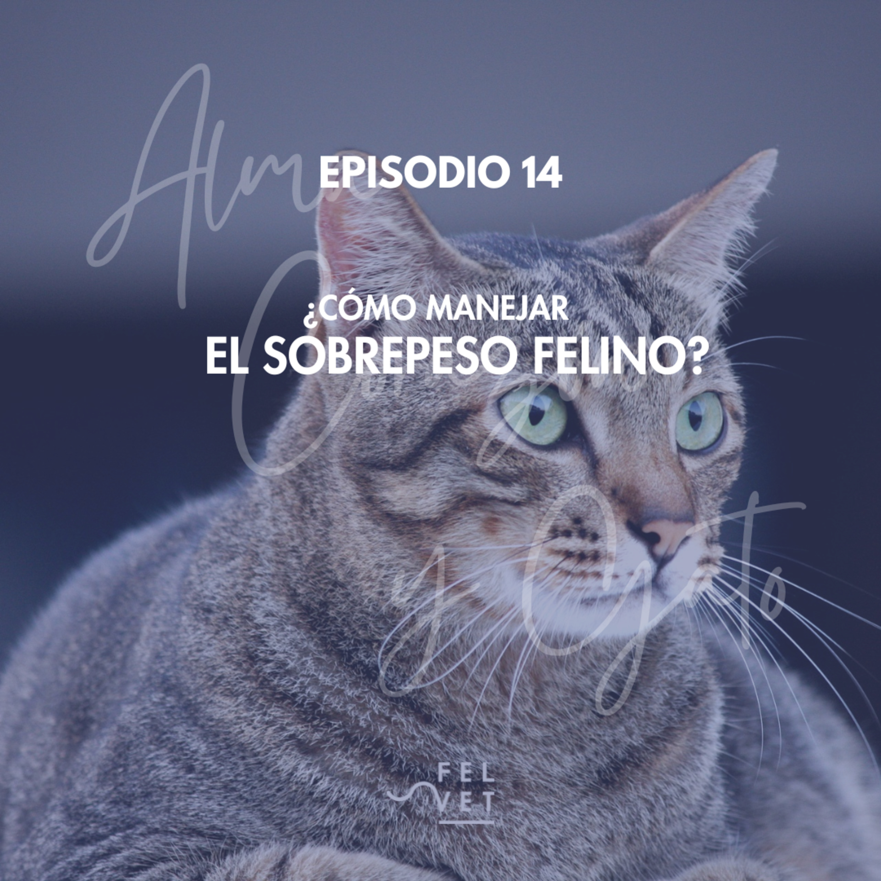 🎙️ EPISODIO 14: ¿Cómo Manejar el Sobrepeso Felino? Causas, Consecuencias y Soluciones