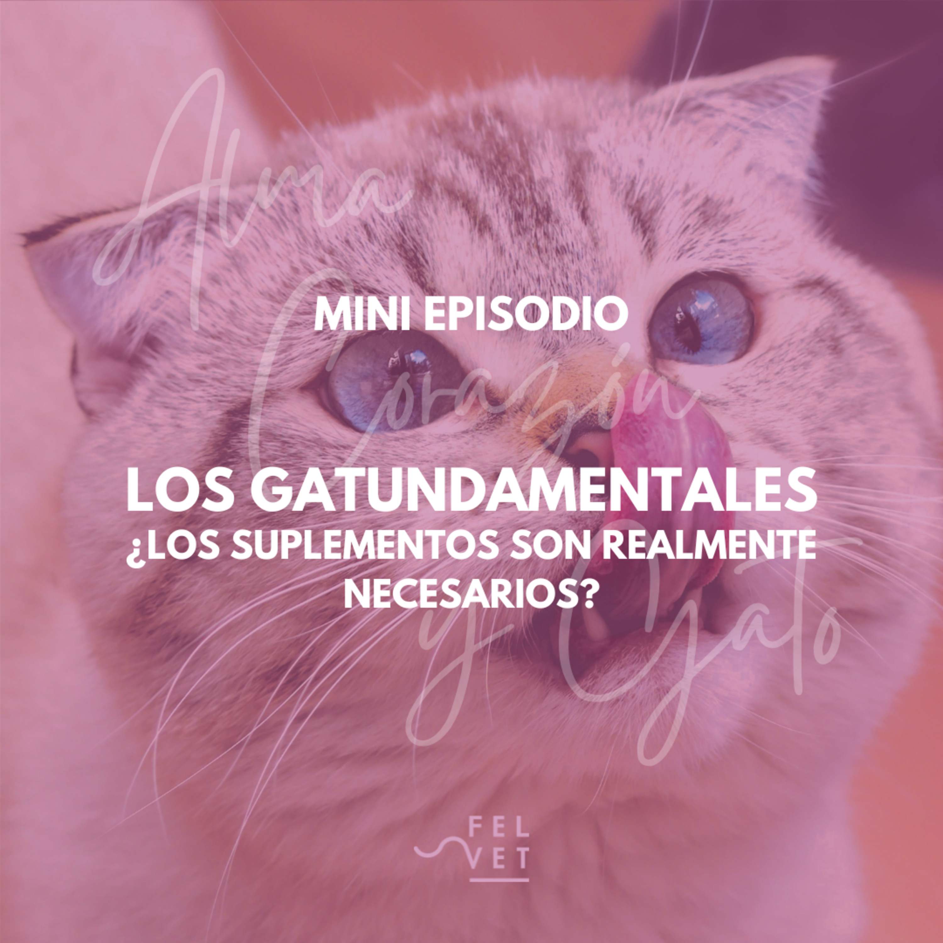 GATUNDAMENTAL EXPRÉS: ¿Los suplementos son necesarios?