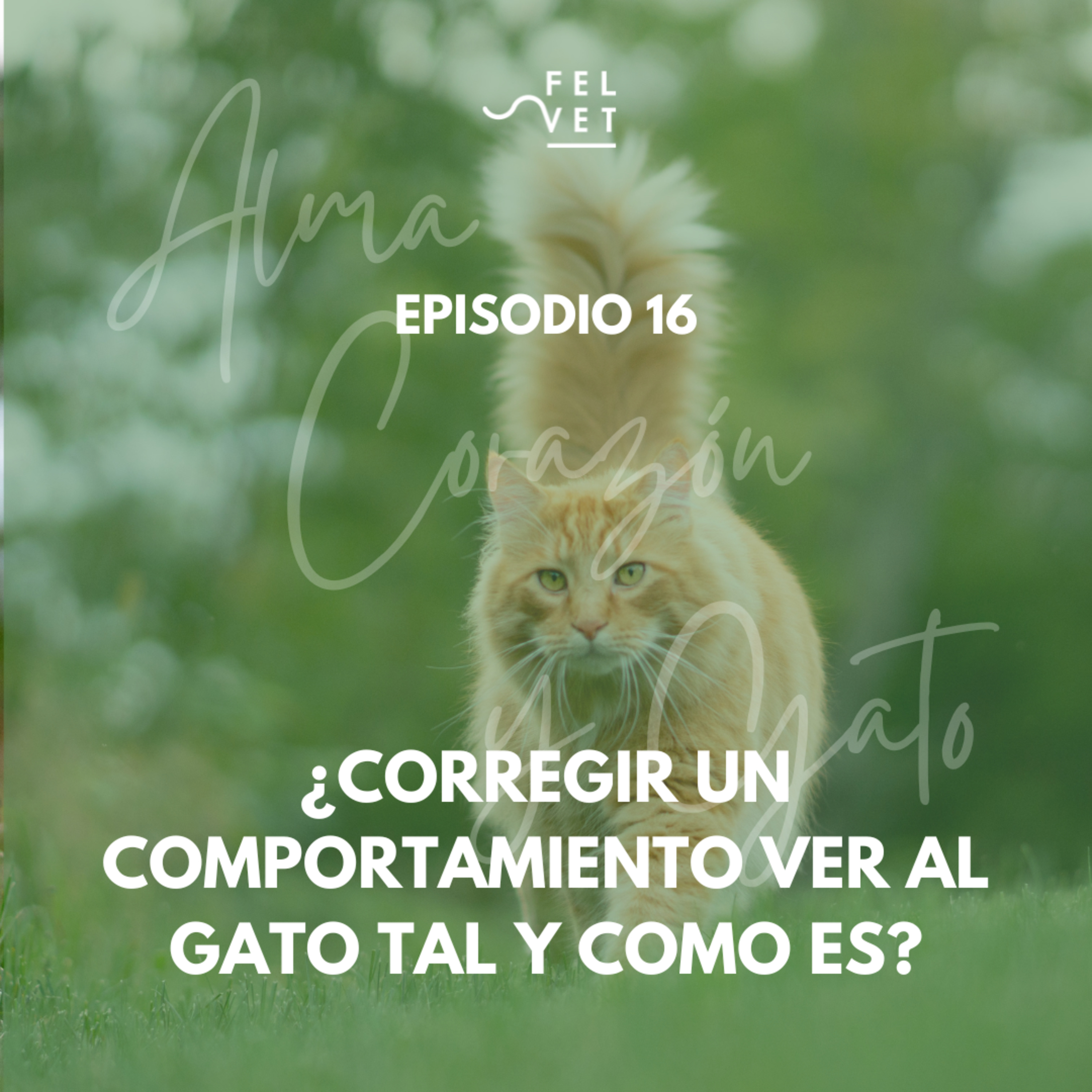 EPISODIO 16: ¿Corregir un comportamiento o ver al gato tal y como es?