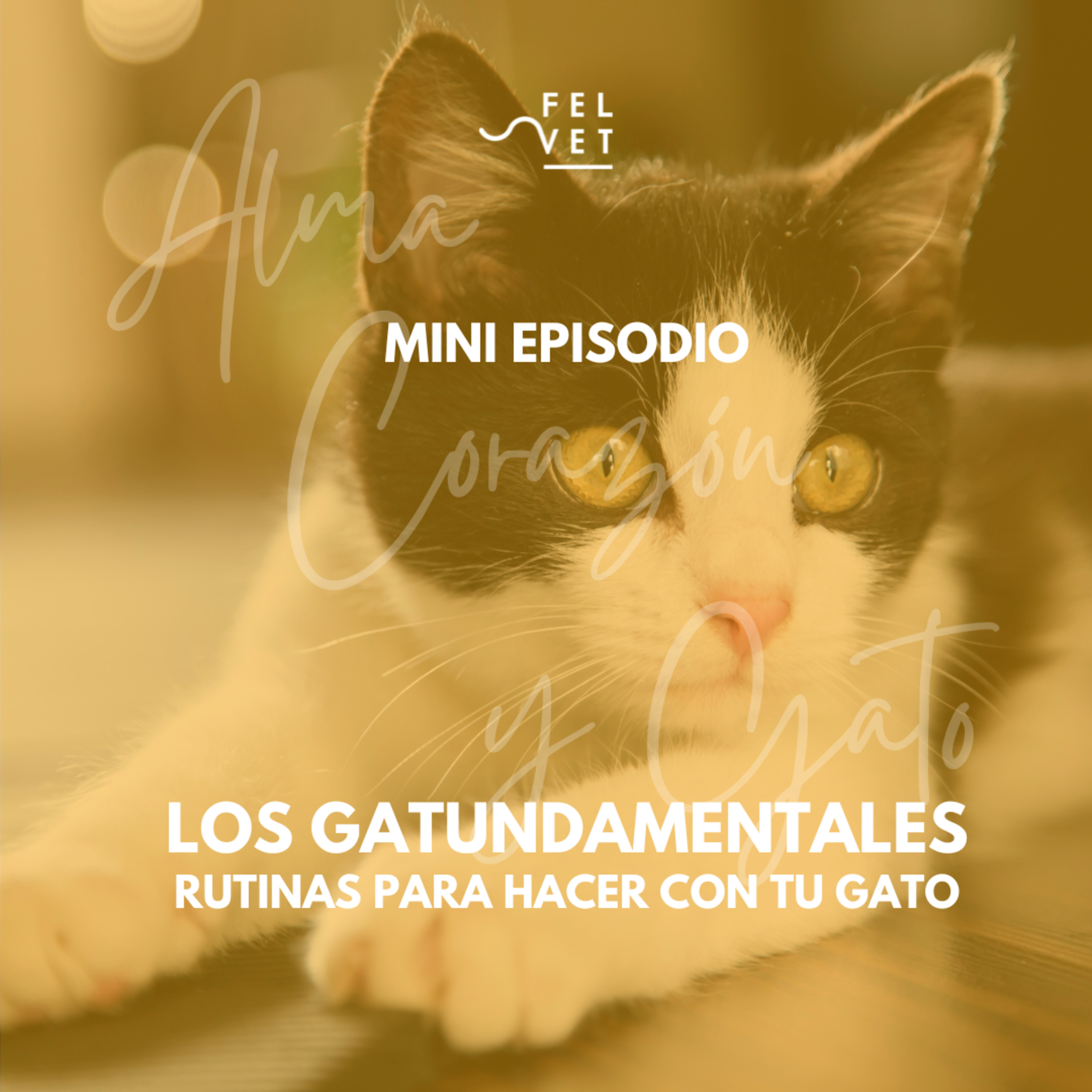 GATUNDAMENTAL EXPRÉS: 3 Rutinas con tu Gato