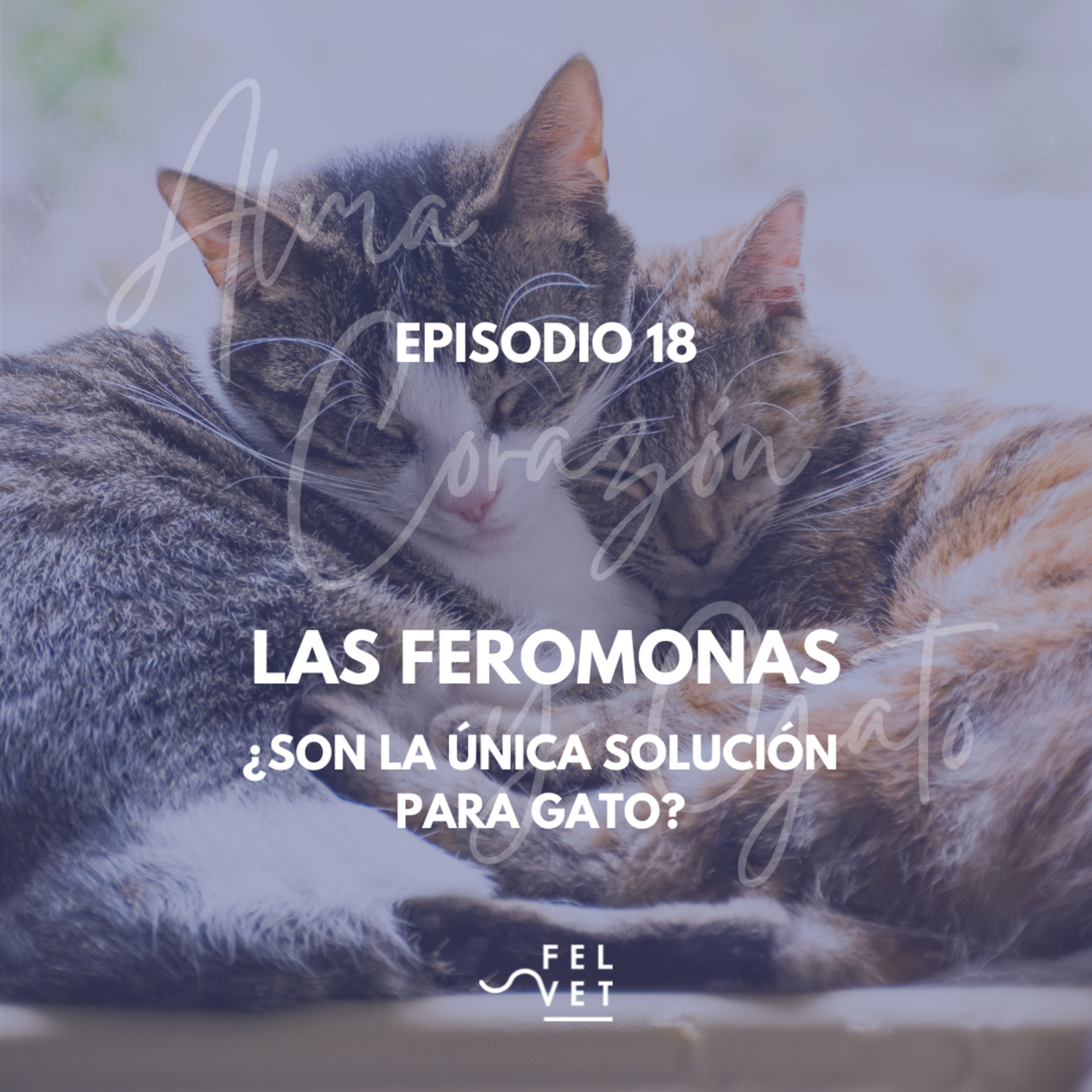 EPISODIO 18: Las feromonas: ¿Son la única solución para tu gato?