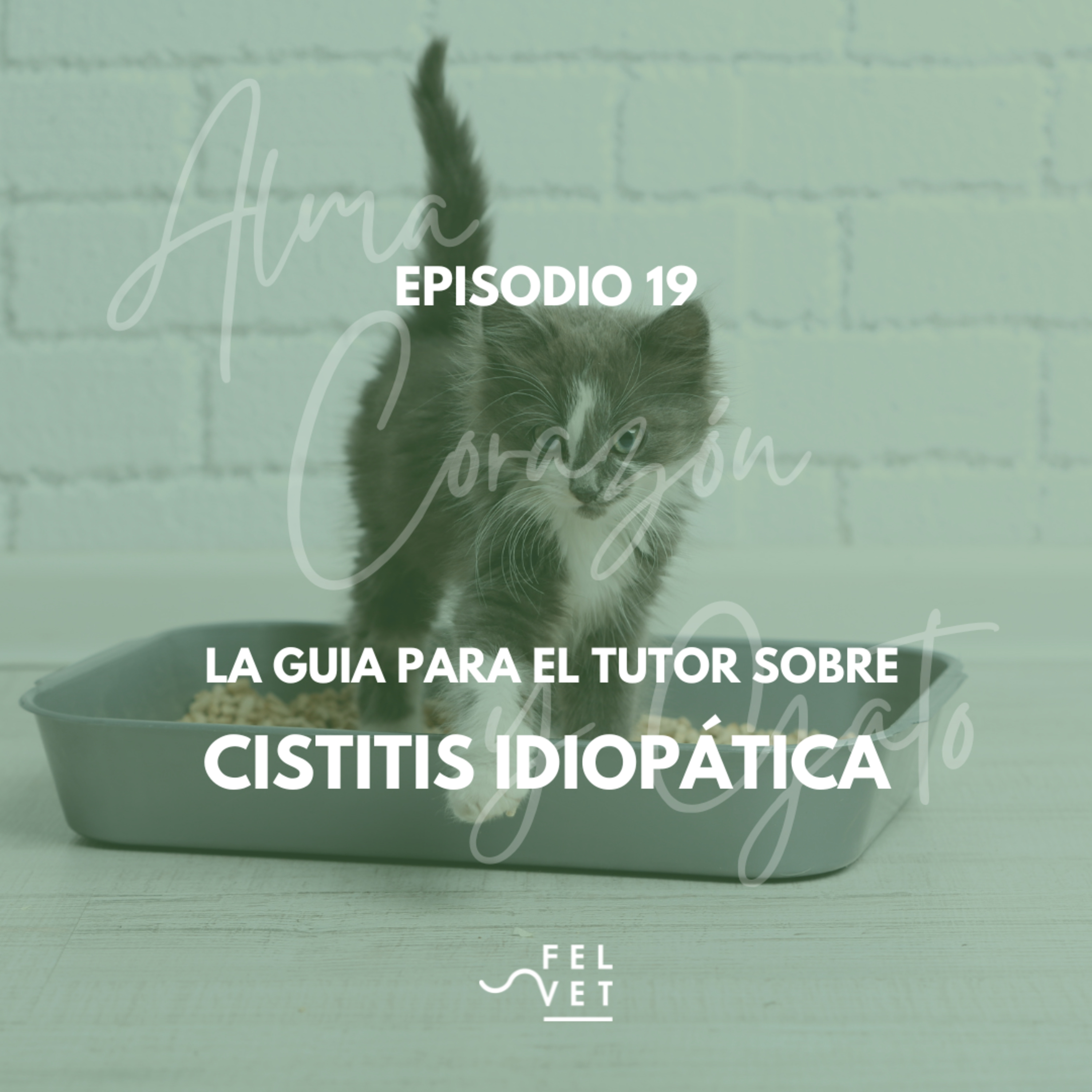 EPISODIO 19: Cistitis Idiopática Felina - Todo lo que necesitas saber
