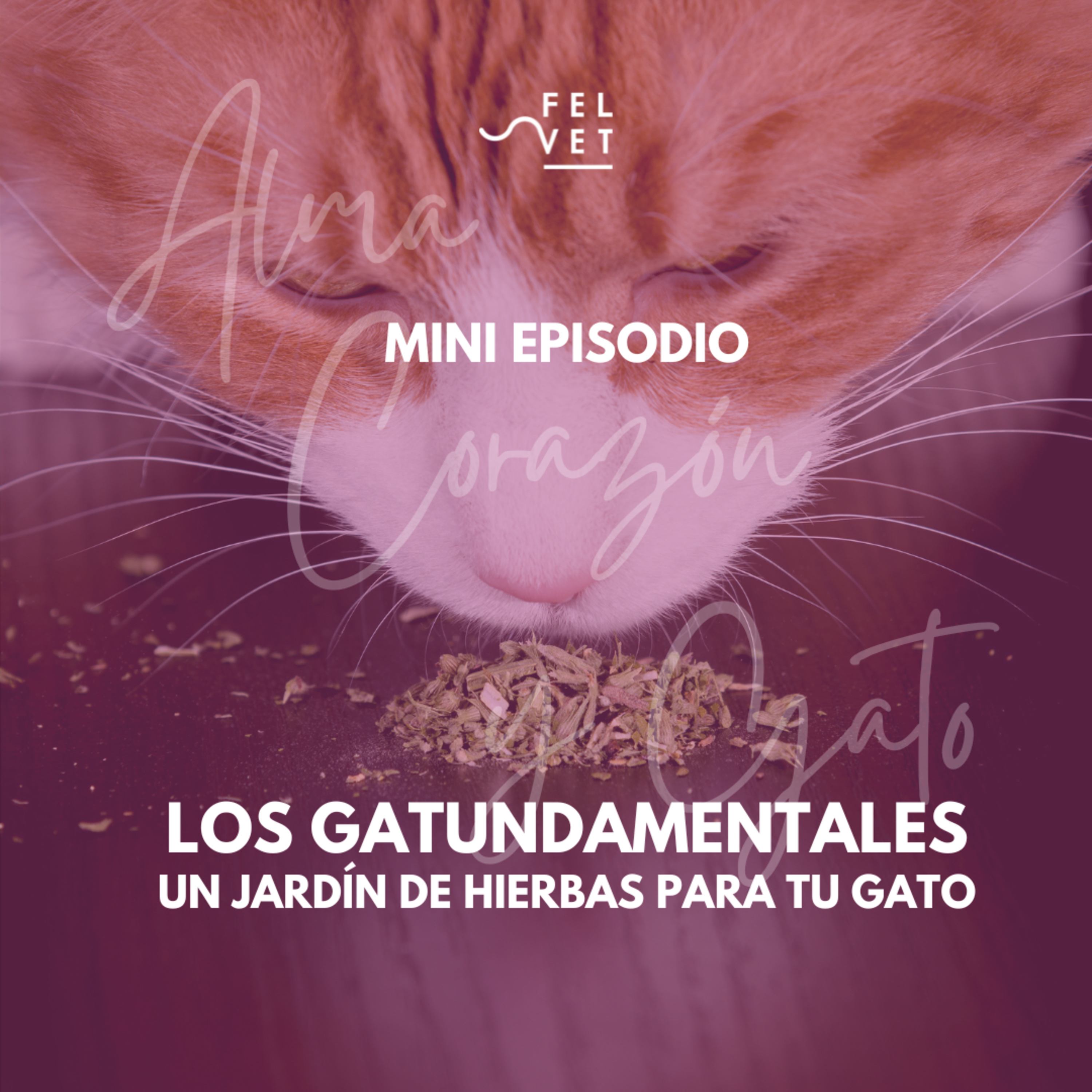 GATUNDAMENTAL EXPRÉS: Un jardín de hierbas para tu gato