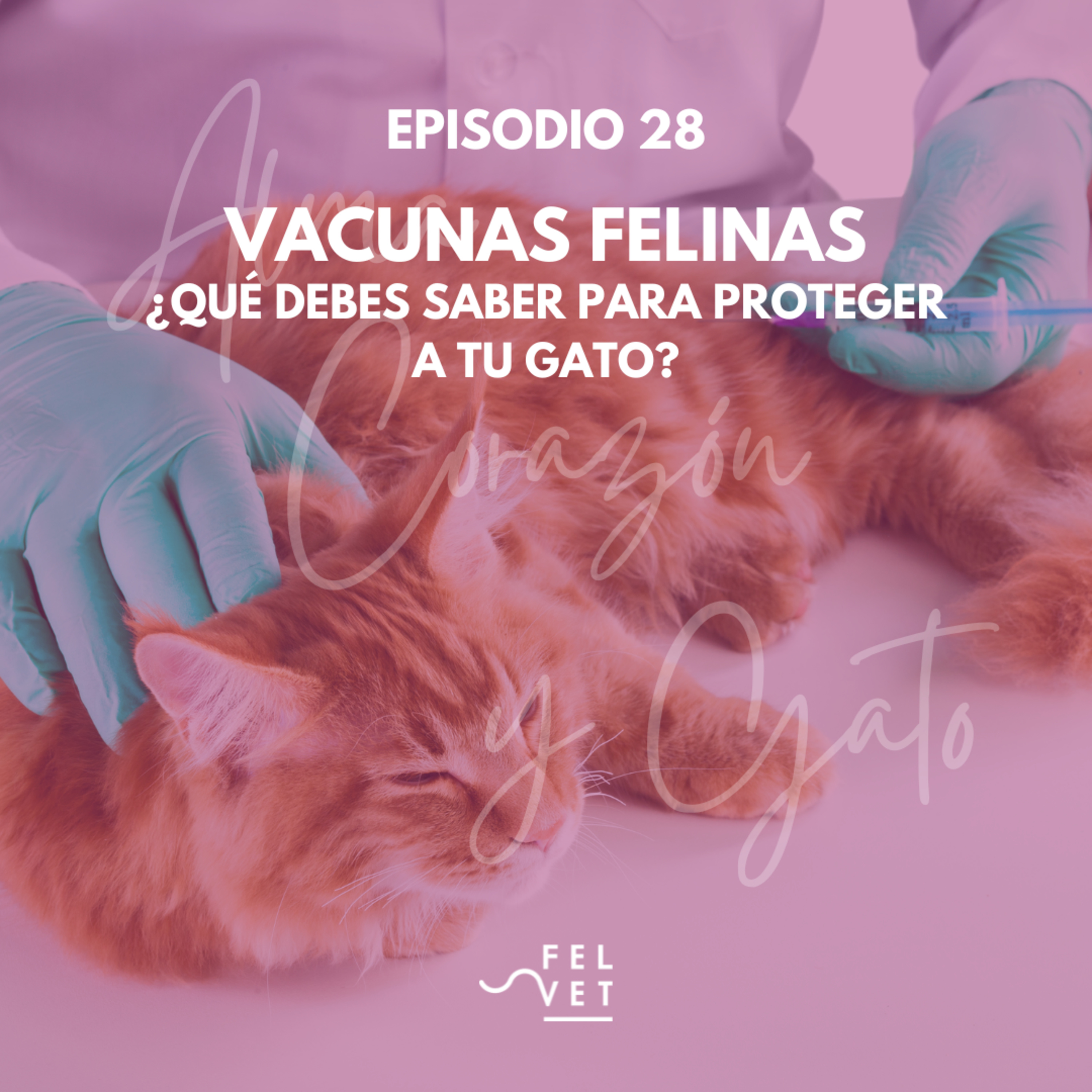 Alma Corazón y Gato - Podcast sobre gatos