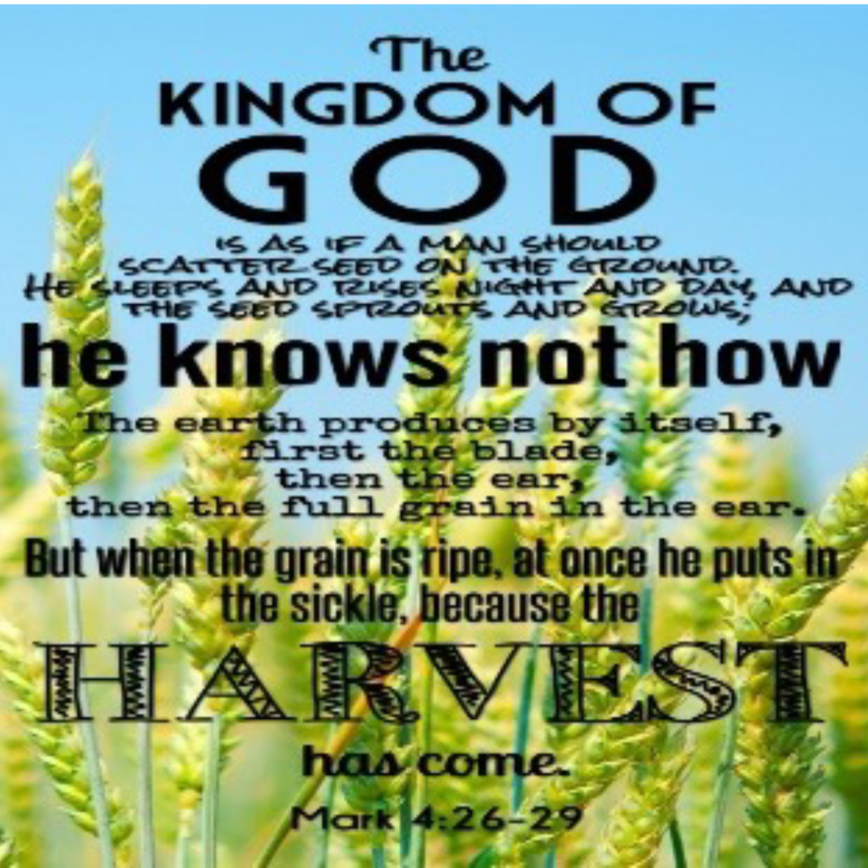 The Cross of Christ, the Life Giving Tree - 06.16.2024 - Mark 4:26-34 episode artwork