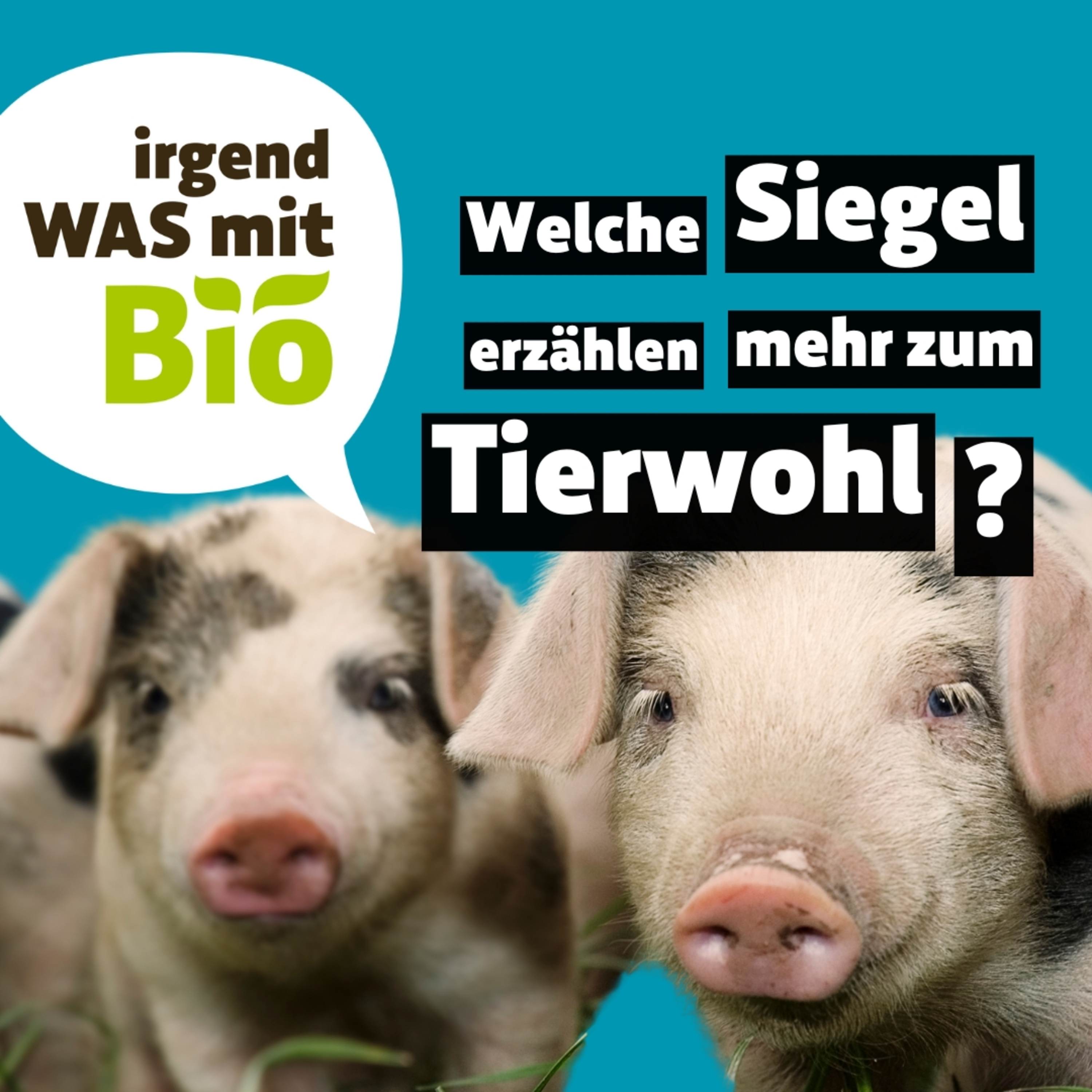 Irgendwas mit Bio - Der BioMarkt Podcast