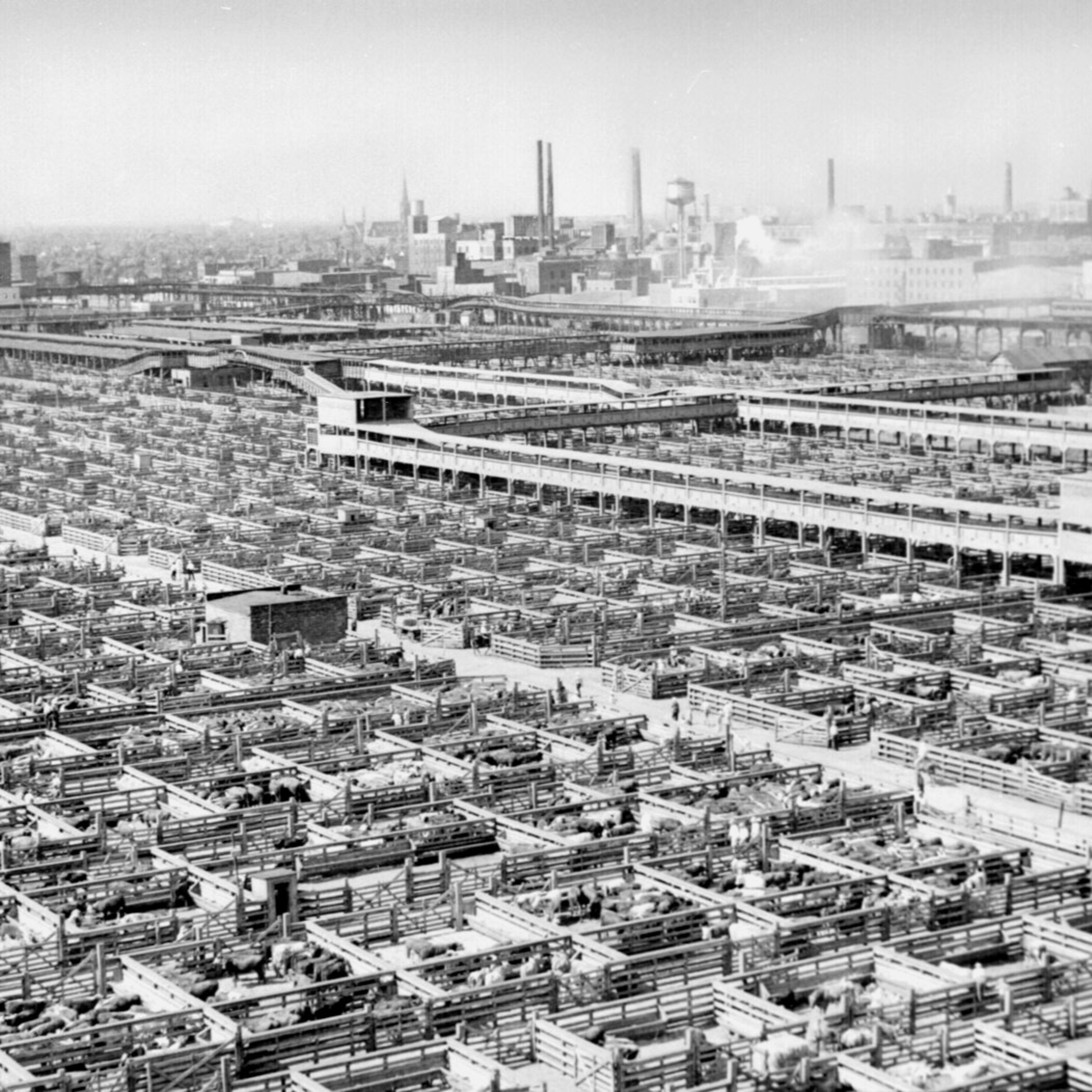 The Bloody Heart of Capitalism: The Jungle Part 2, Featuring D. Mason