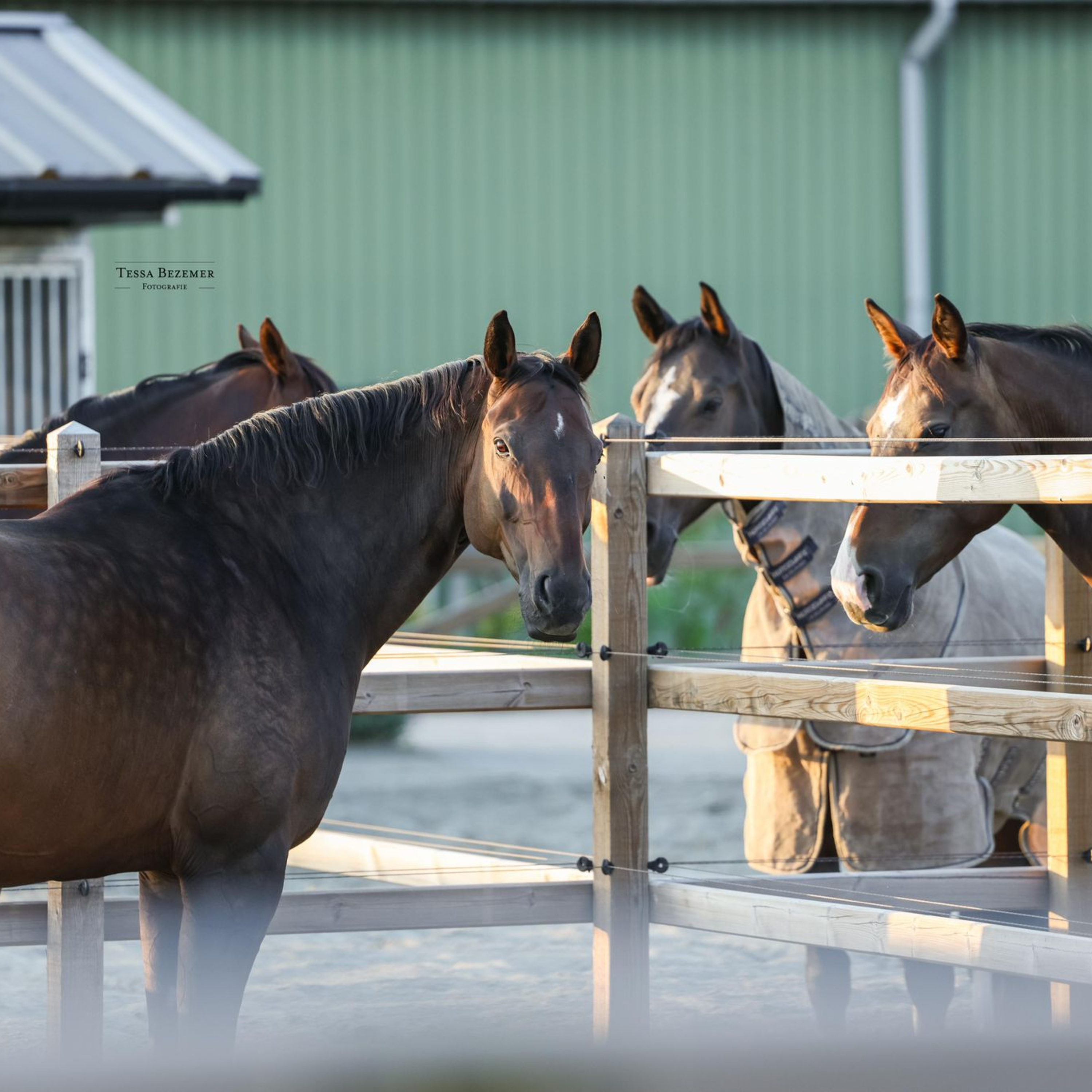 Achter Gesloten Staldeuren