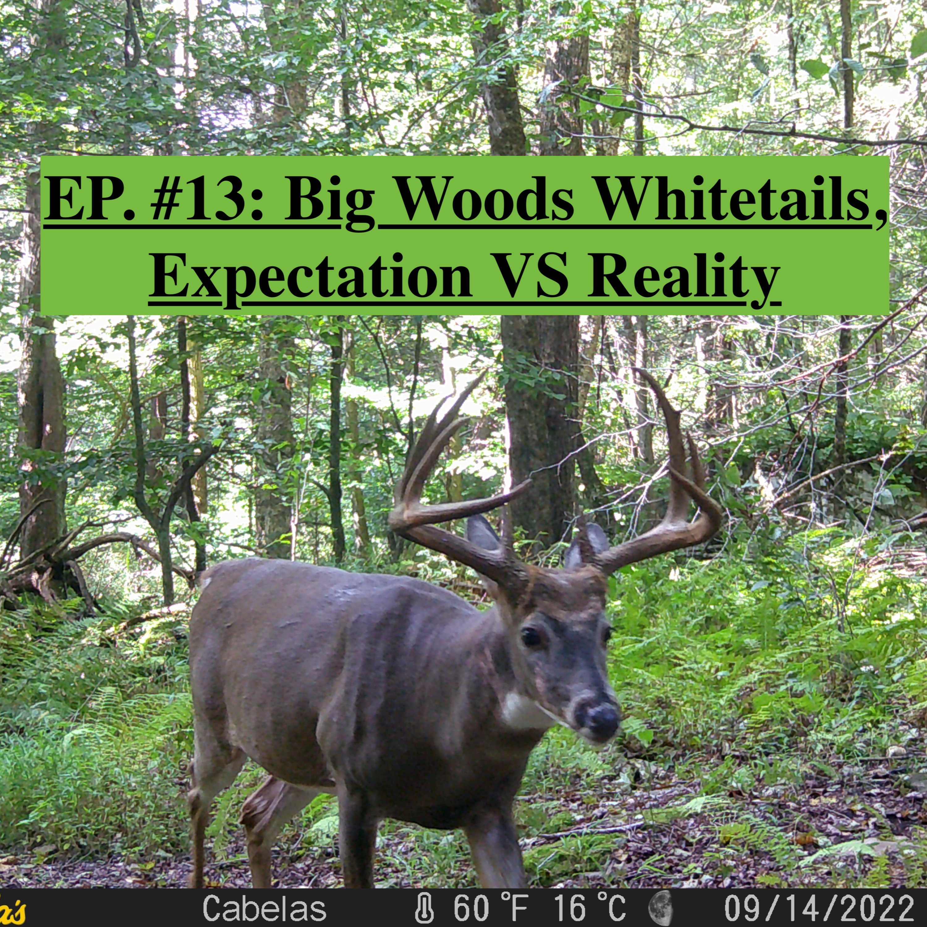 EP. #13: Big Woods Whitetails, Expectations VS Reality