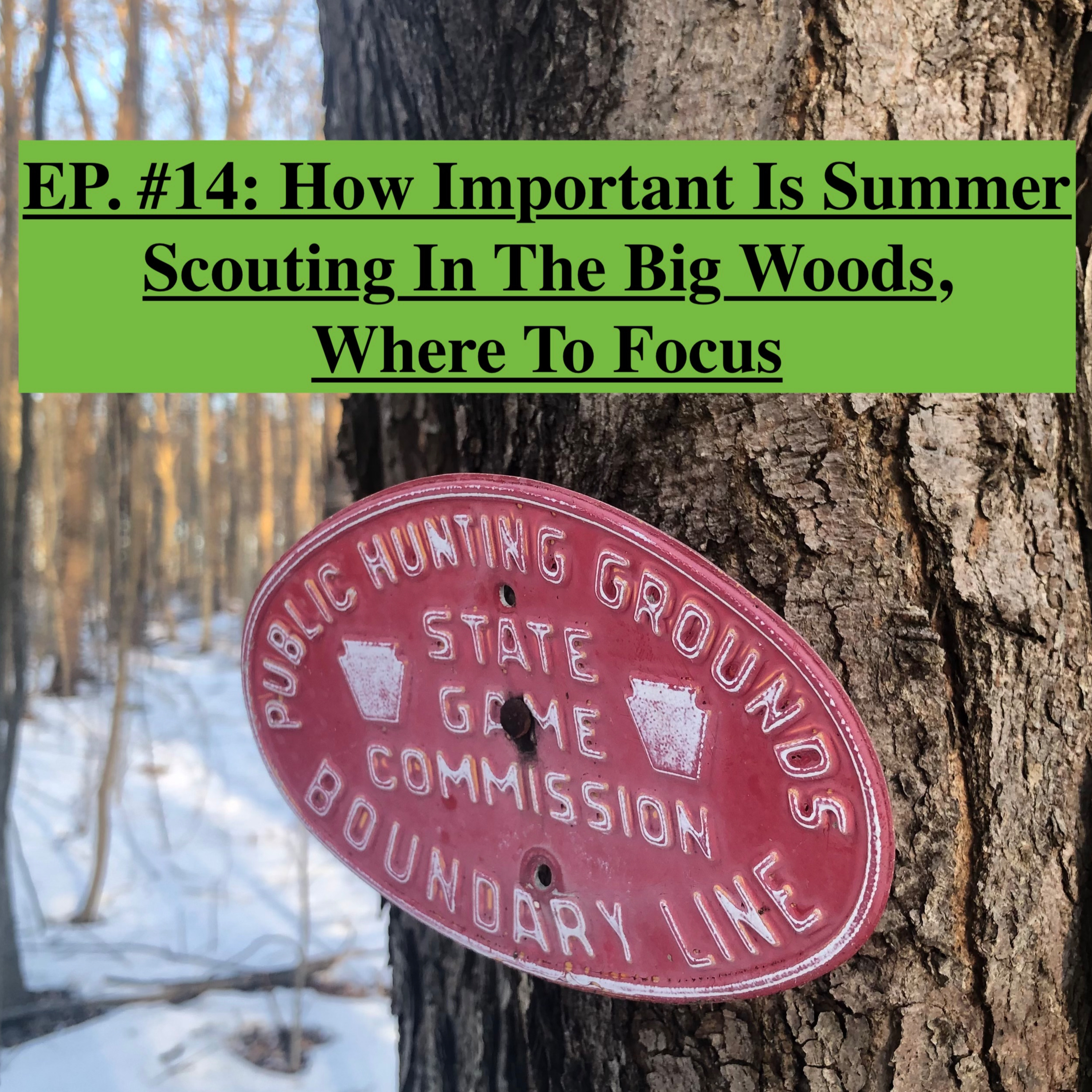 EP. #14: How Important Is Summer Scouting In The Big Woods, Where to Focus