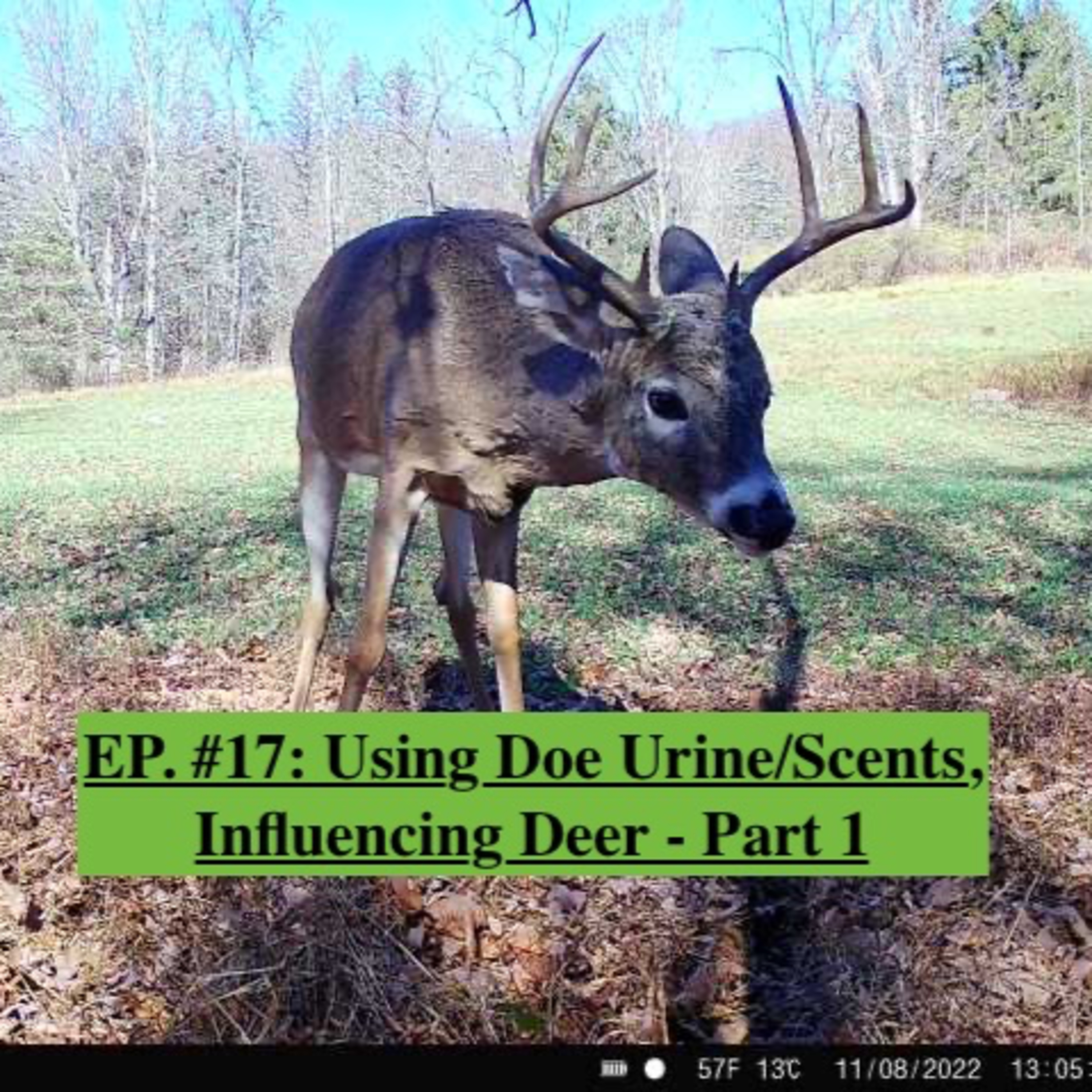 EP. #17: Using Doe Urine and Scents, Influencing Deer - Part 1