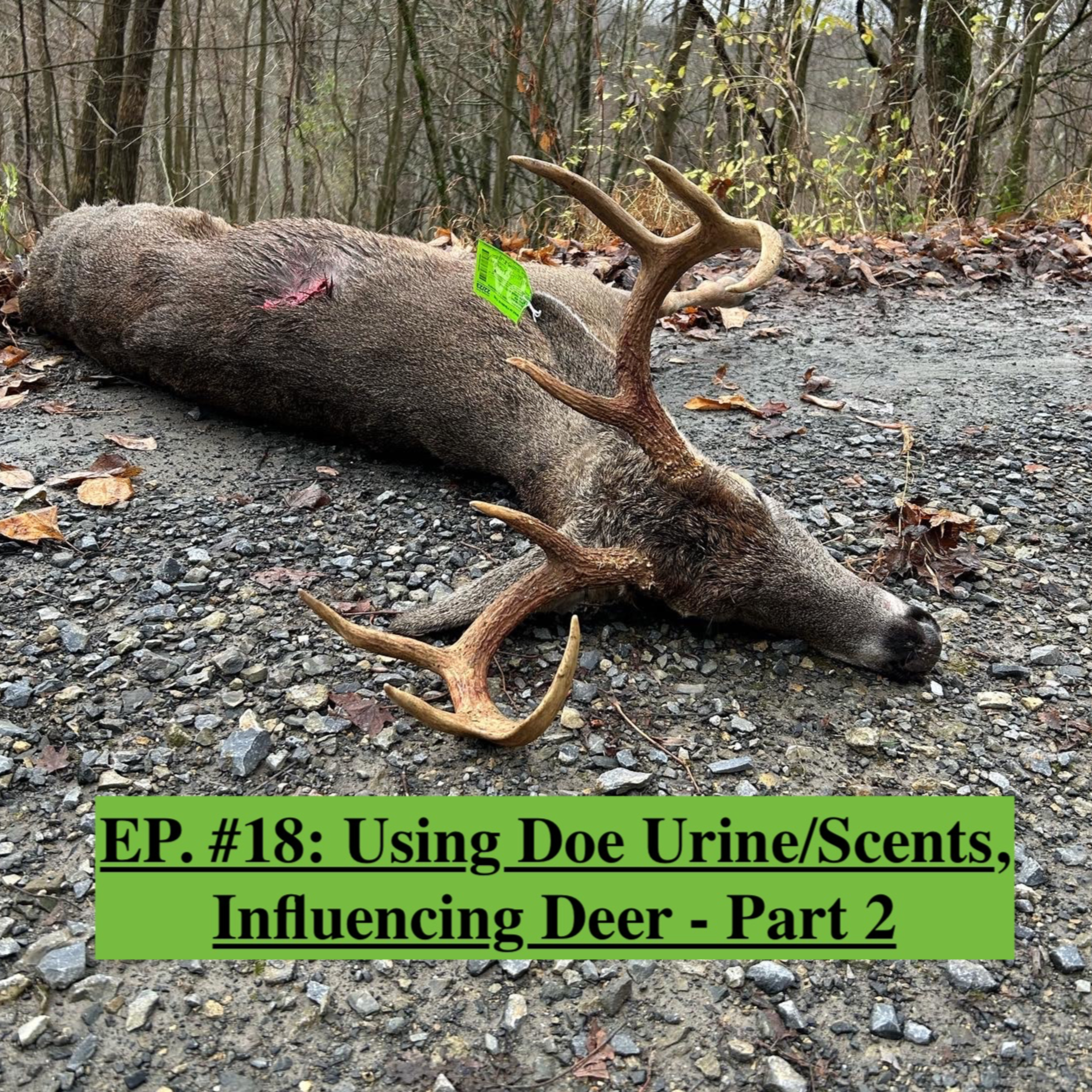 EP. #18: Using Doe Urine/Scents, Influencing Deer - Part 2