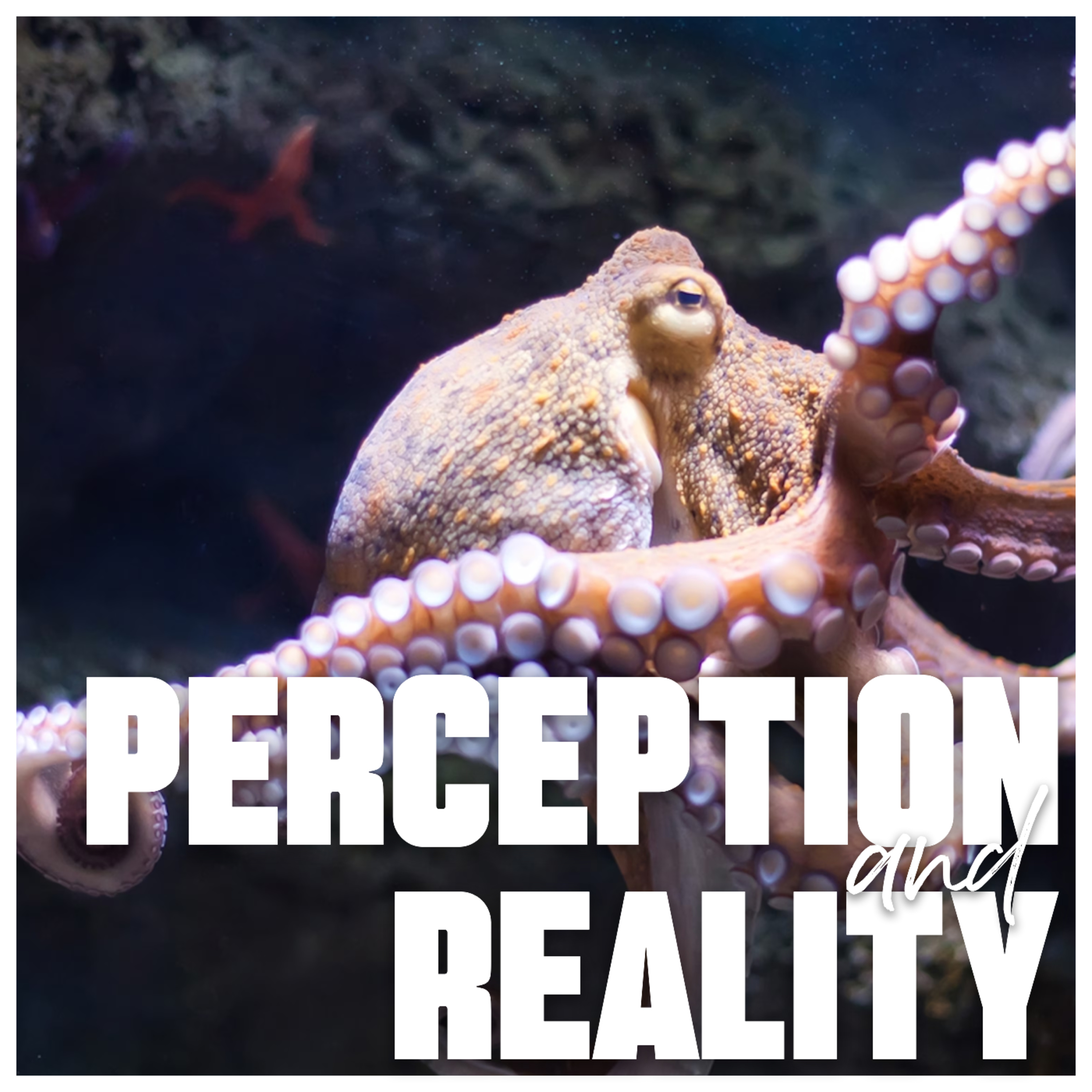 Perception and Reality episode artwork
