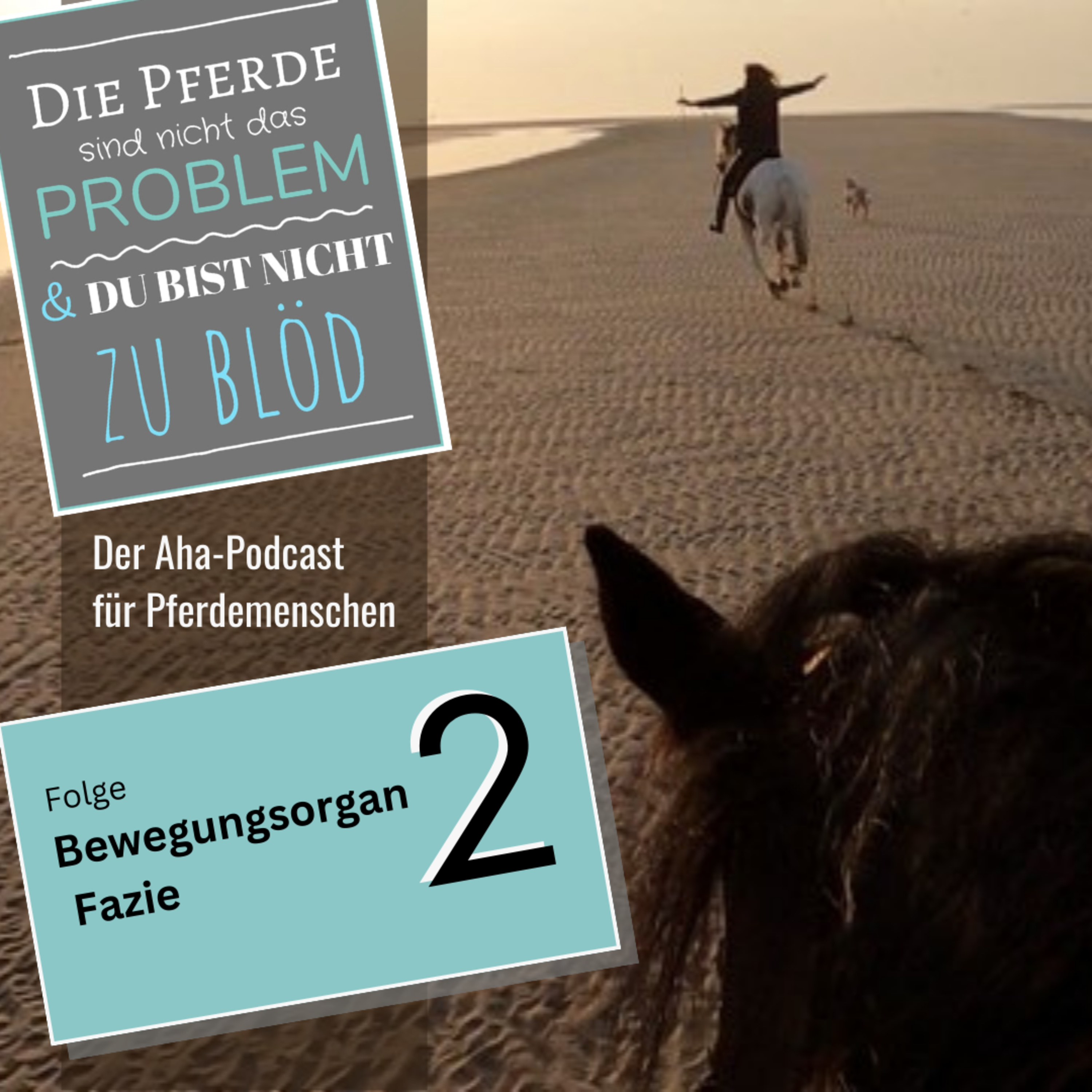 Die Pferde sind nicht das Problem - und du bist nicht zu blöd. Der Aha-Podcast für Pferdemenschen