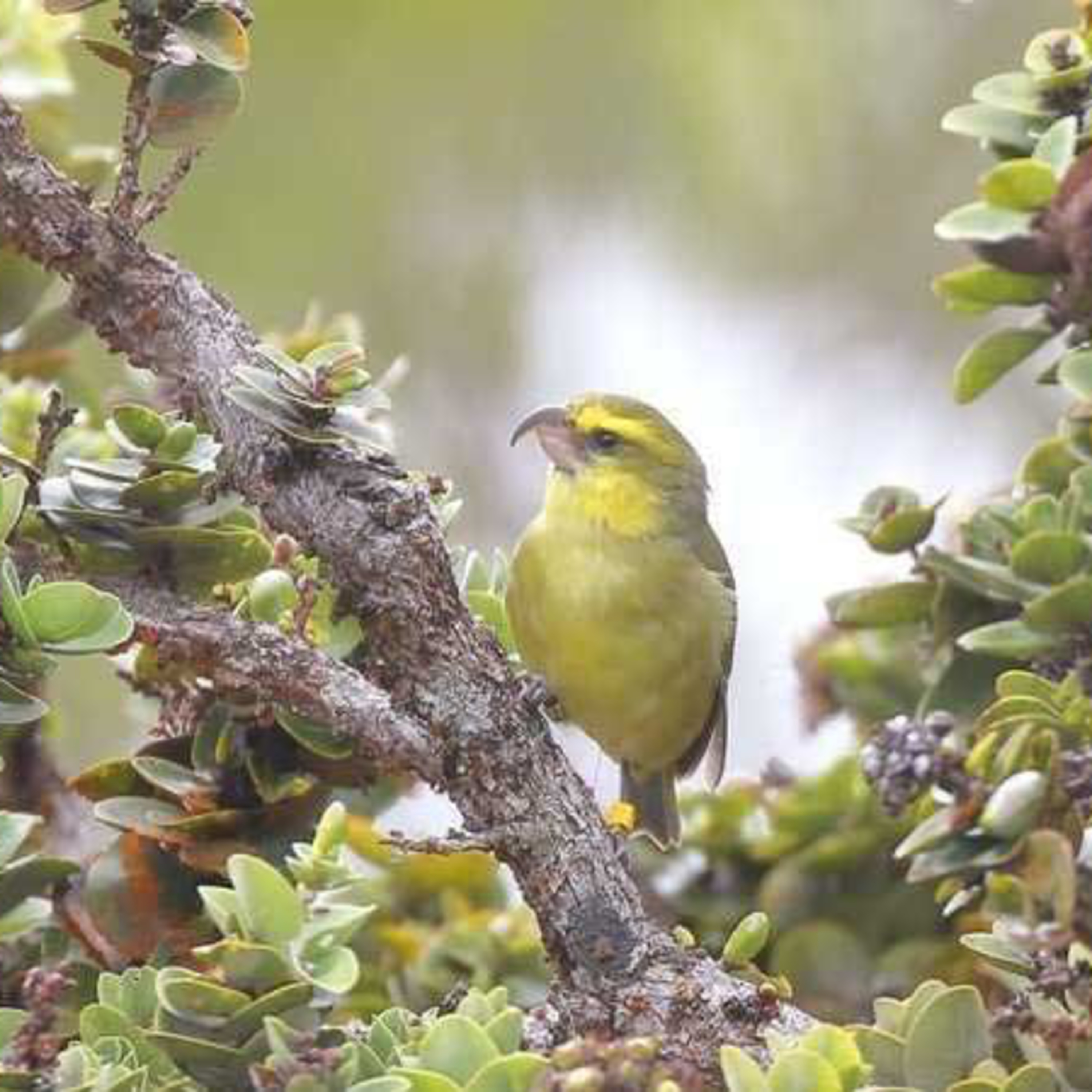 6. Earth Day – Hawaiian Bird Protection episode artwork