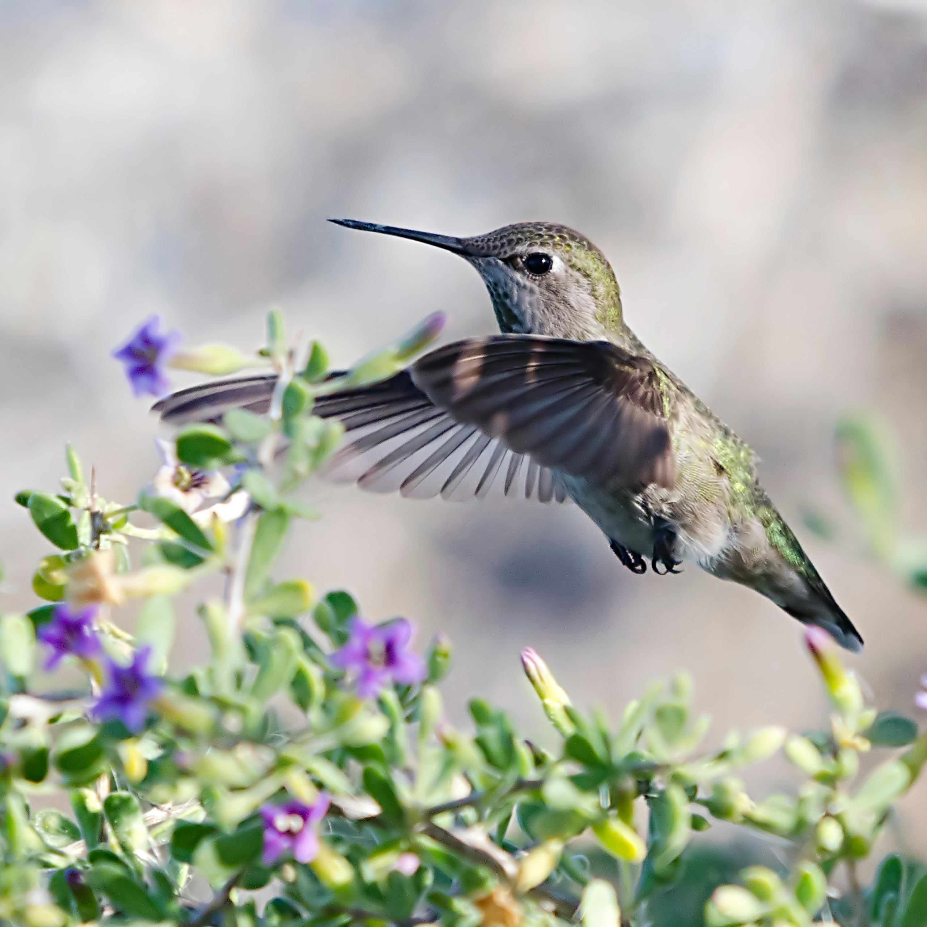 34. The Flight of the Hummingbird - Indigenous Parable Reborn as Canadian Opera episode artwork