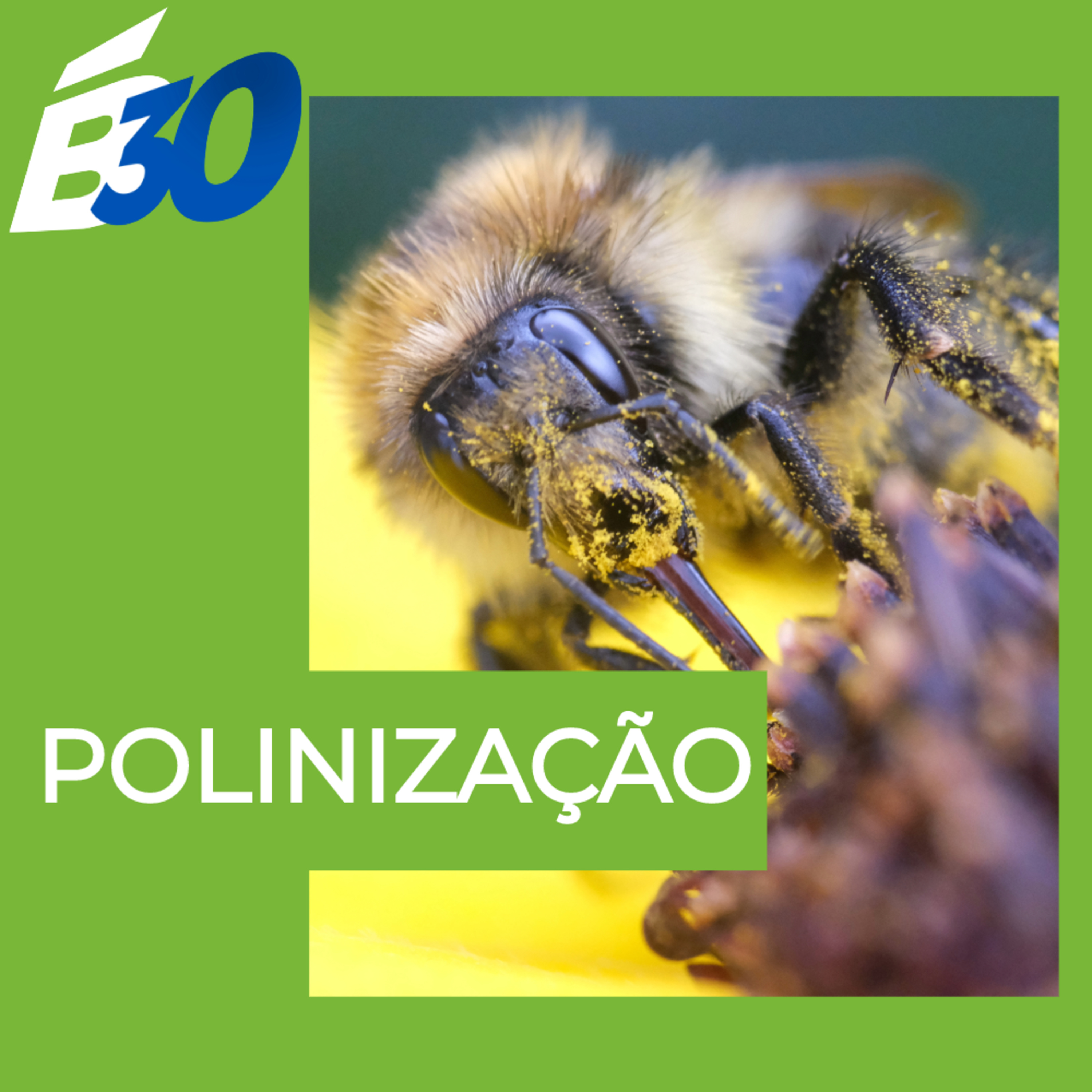 Polinização - das estruturas produtoras de pólen ao polinizadores episode artwork