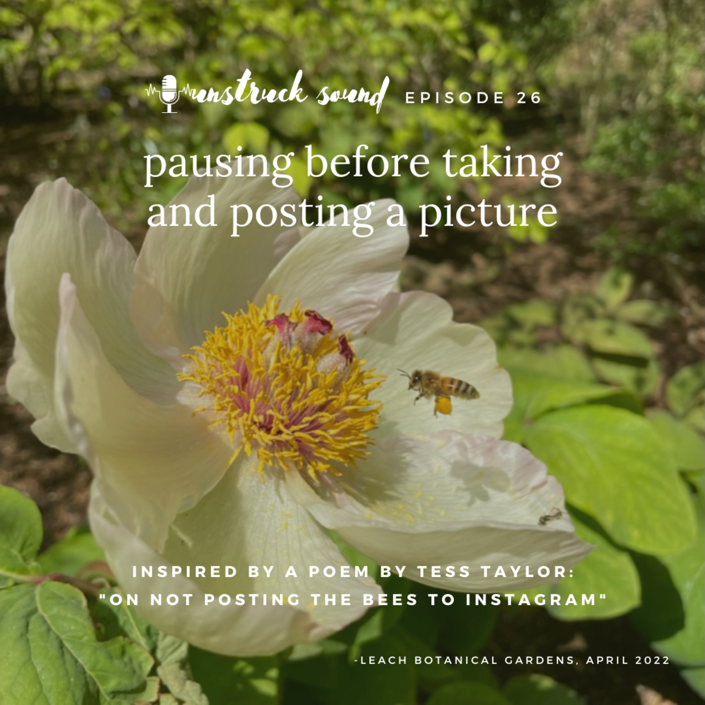  26—Pausing before taking a Picture, and a Poem about Bees and IG