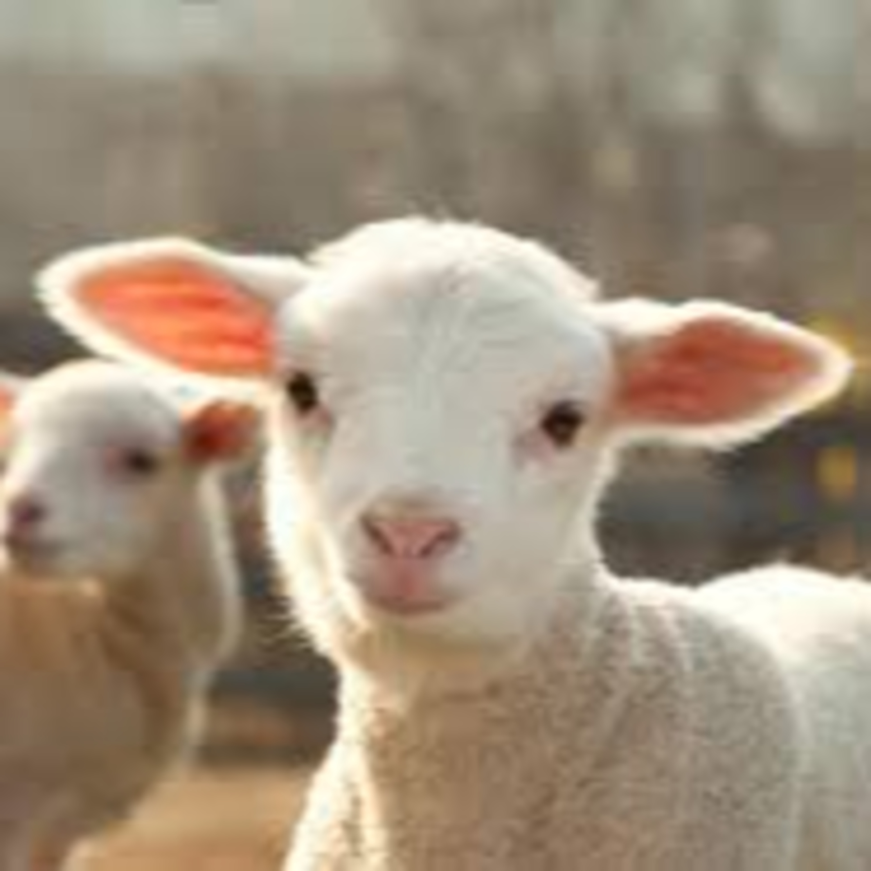 AI robots and drones shepherding desert sheep