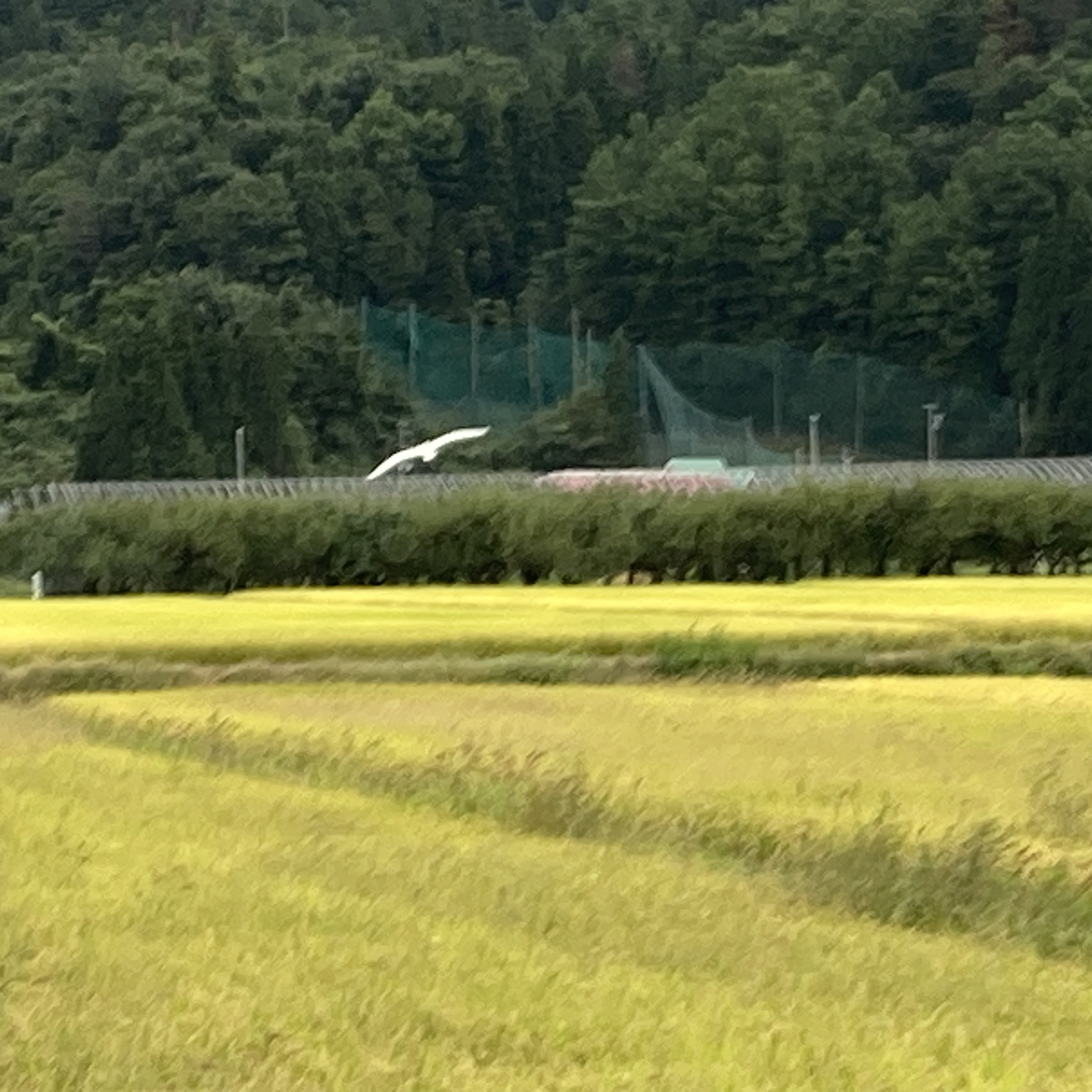 八頭ながラジオ