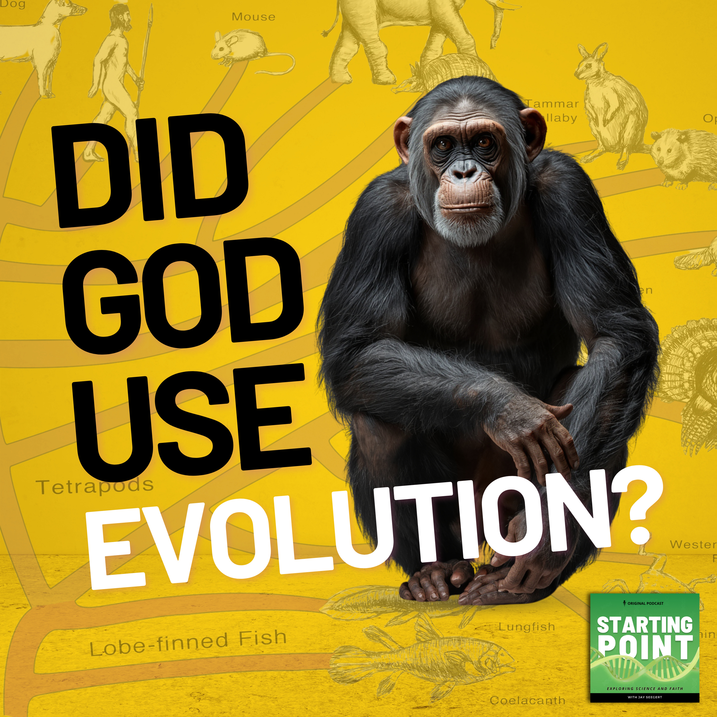 Did God use evolution (Part 5) #171 episode artwork