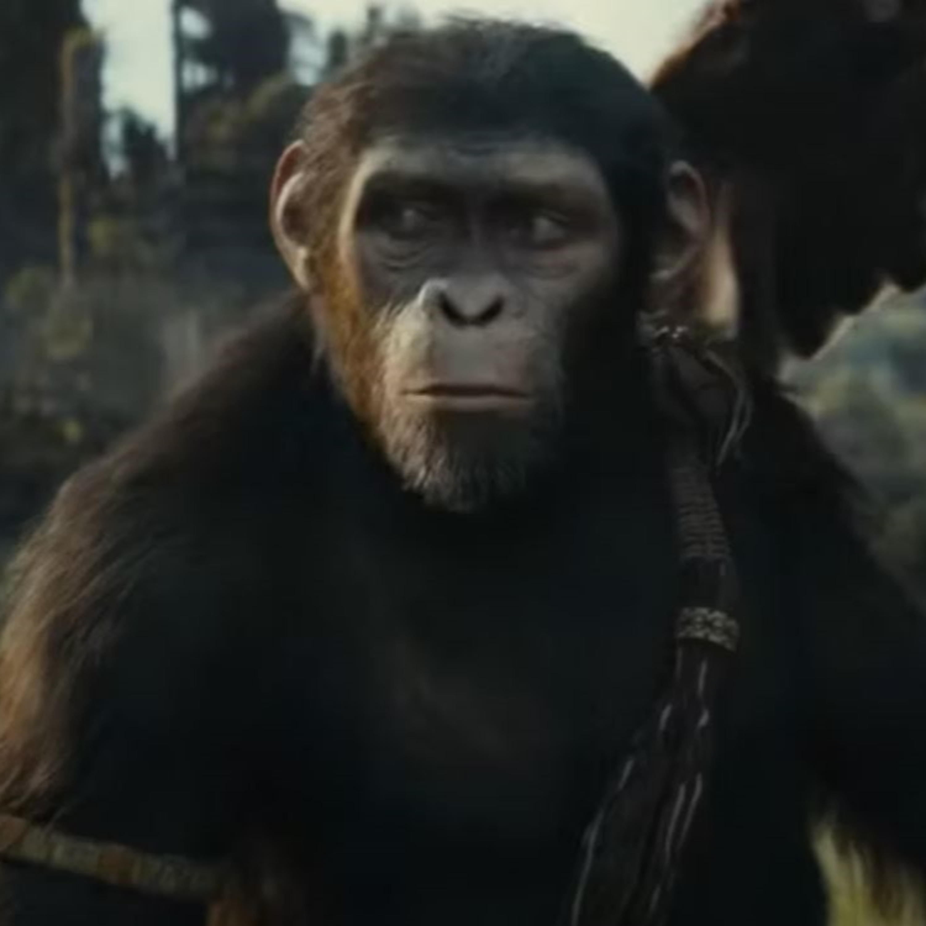 PCC Multiverse #380- Baby Reindeer, Kingdom Of The Planet Of The Apes, And We Play Melinda Or Die!