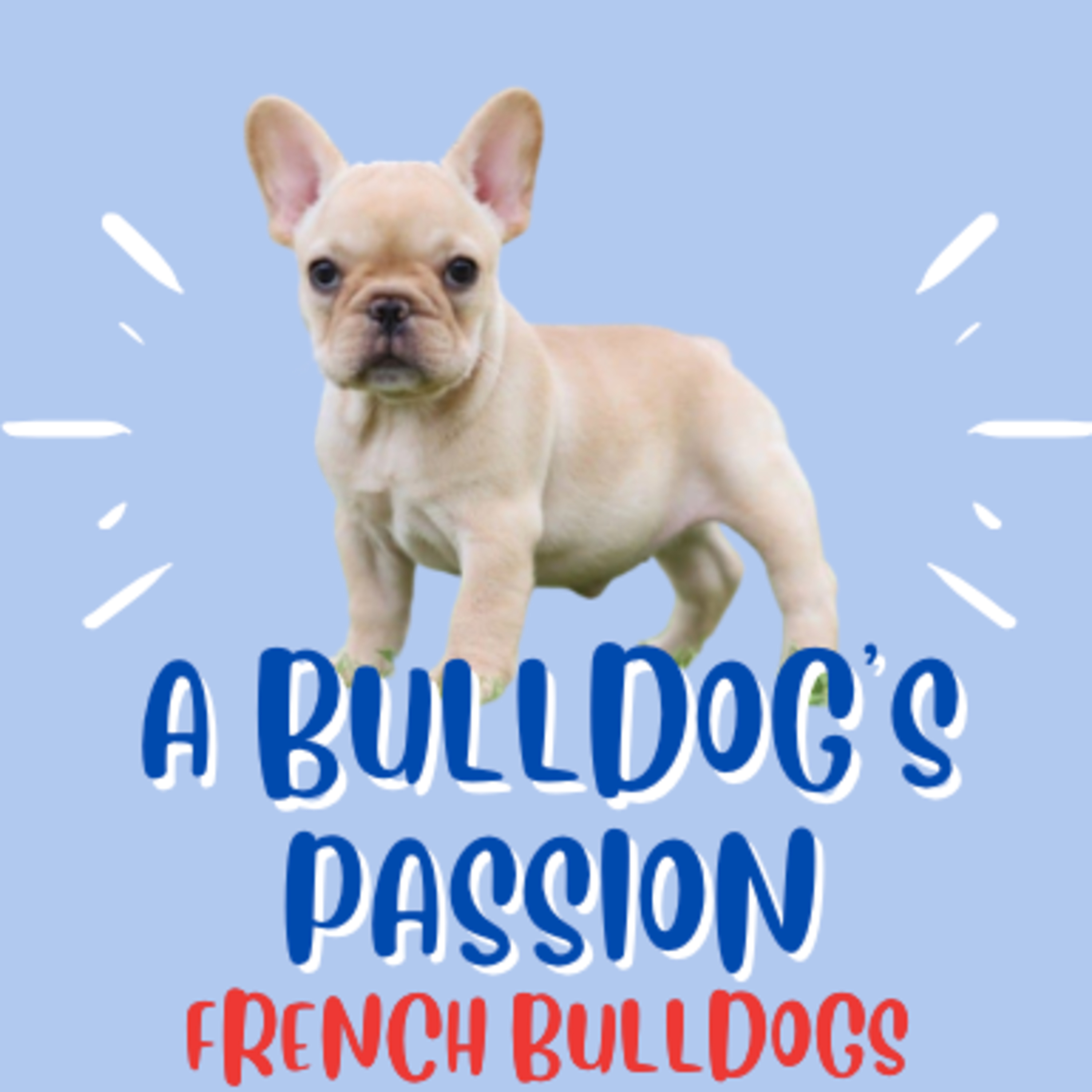 French Bulldogs with Olivia 🐾