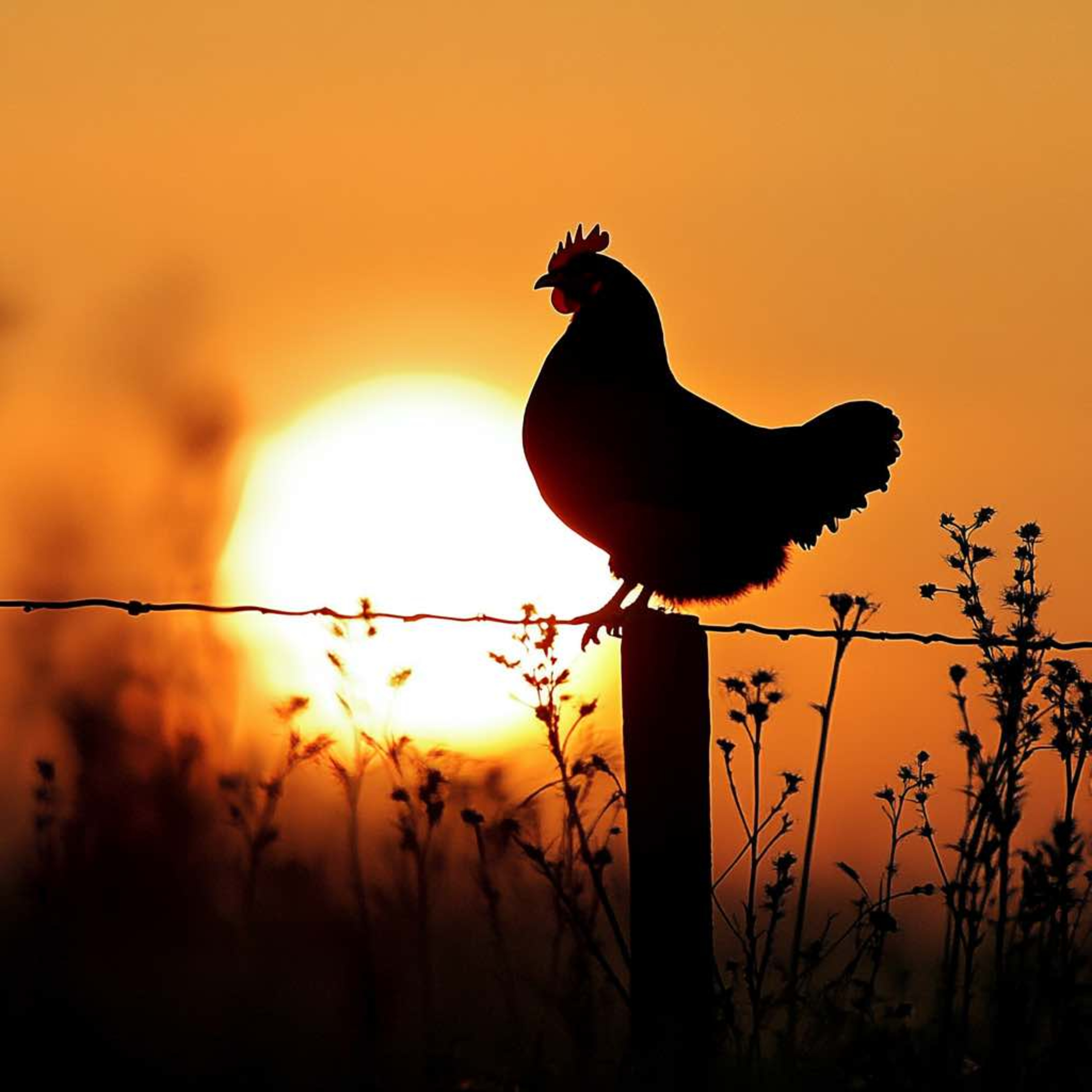 Chicken Noodle Podcast