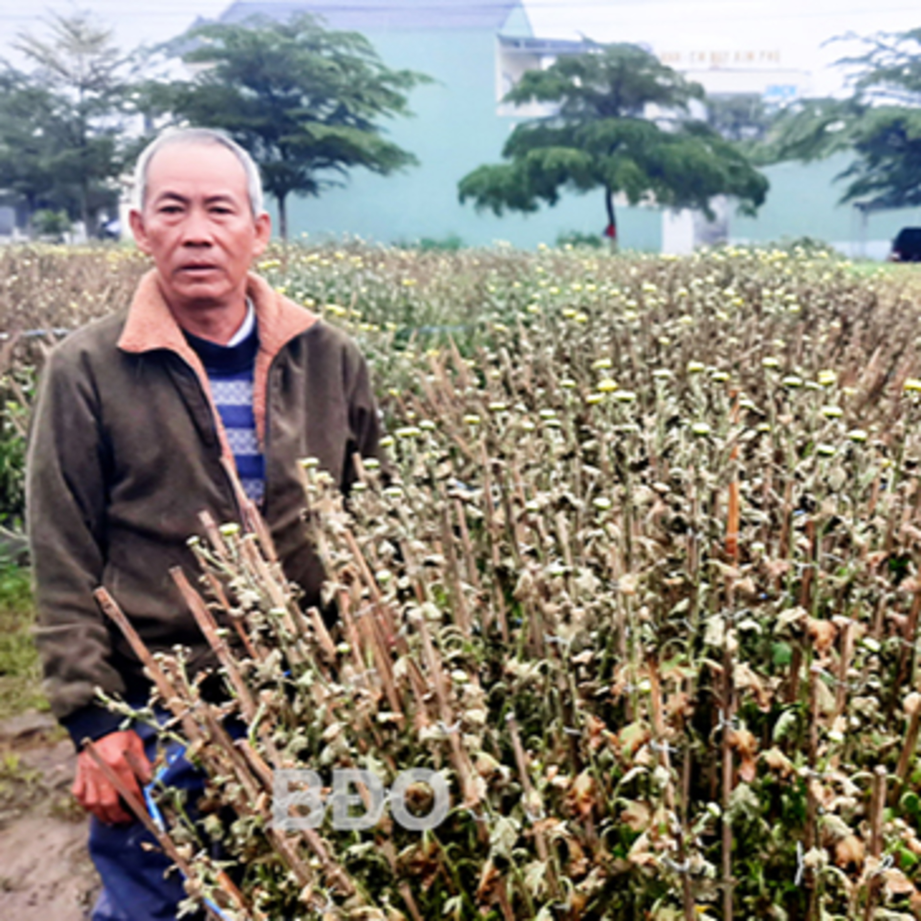 Gia Lai podcast