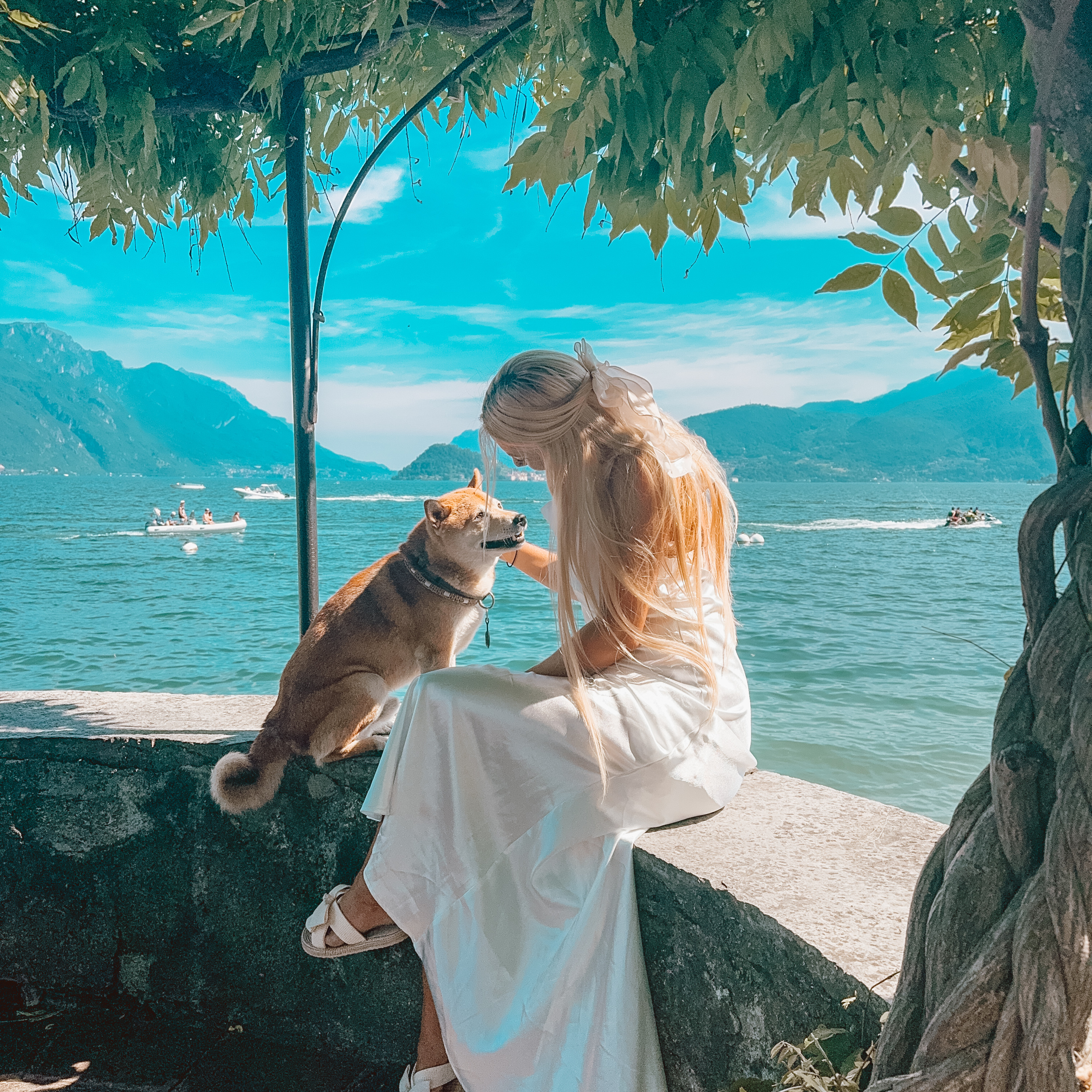 USA VAN ROADTRIP WITH SHIBAS