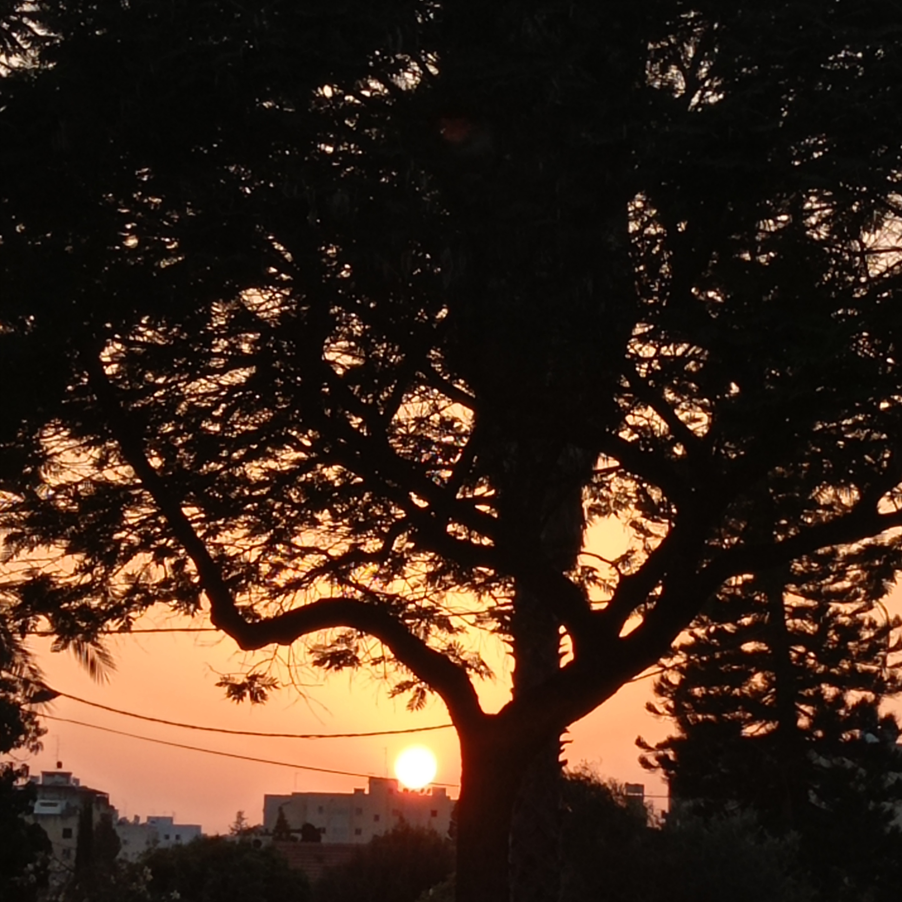מדיטציה מונחית עם עץ - התרגול נעשה בטבע מול עץ שבחרתם