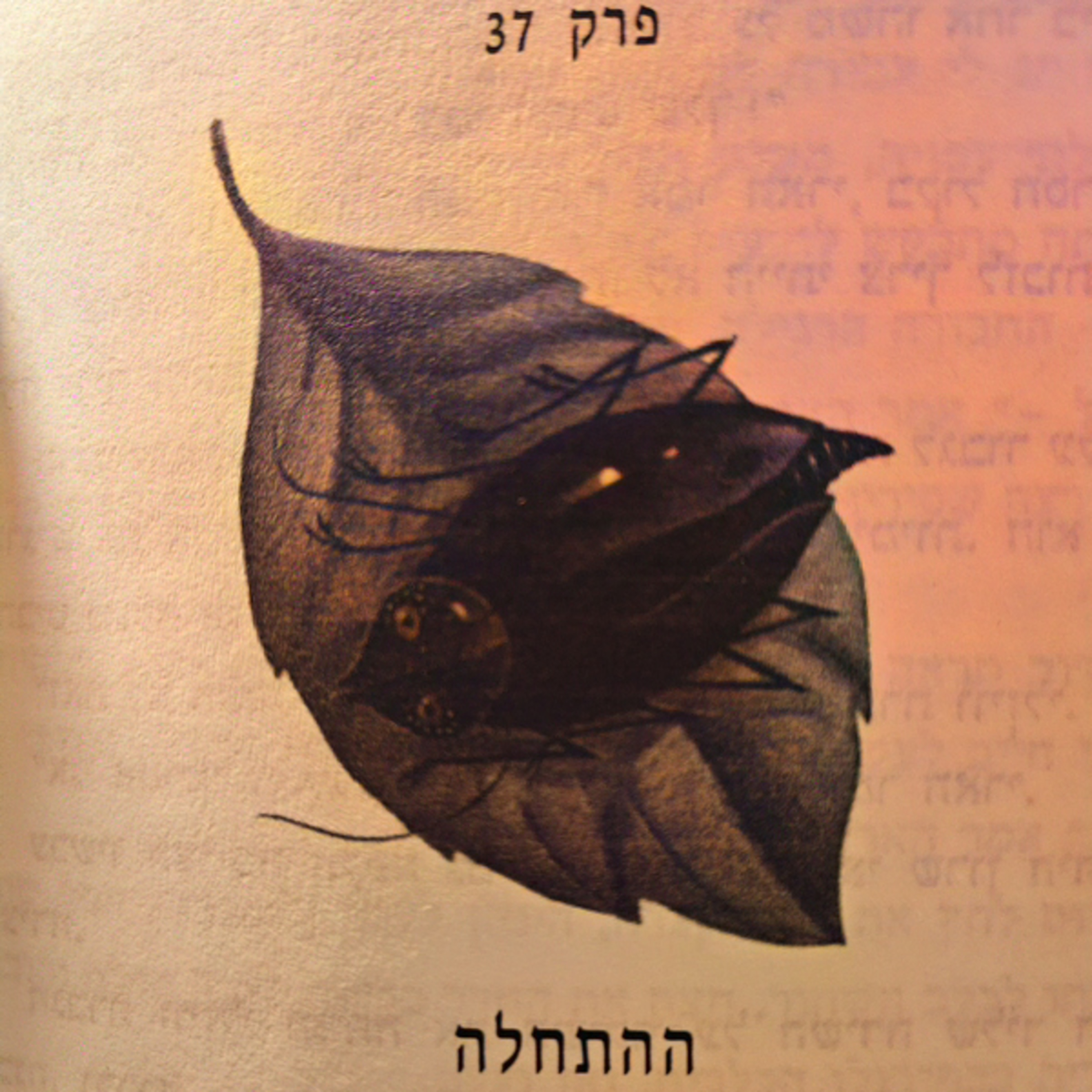 הארי פוטר וגביע האש - פרק 37 - ההתחלה