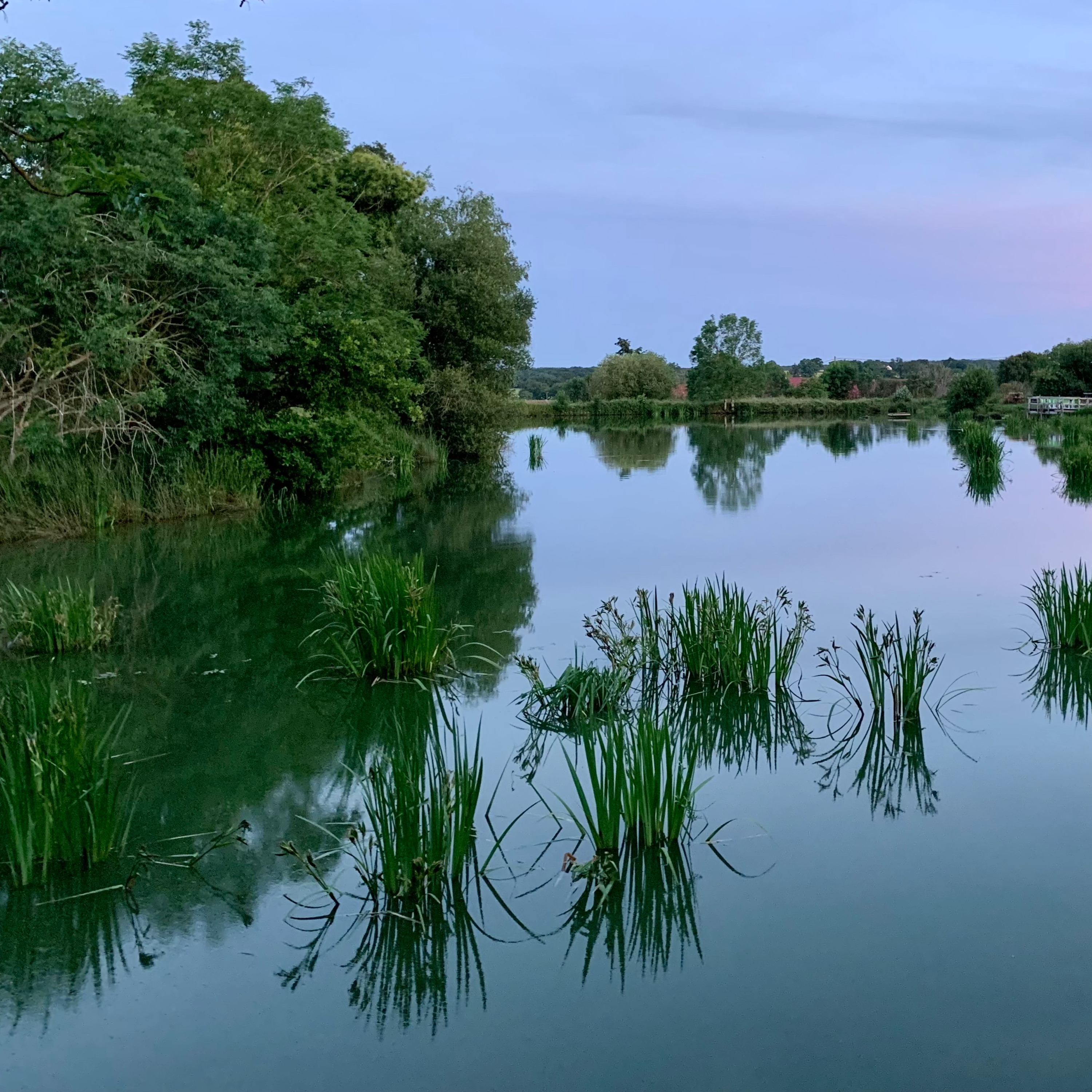 Summer night on a frog pond in France
