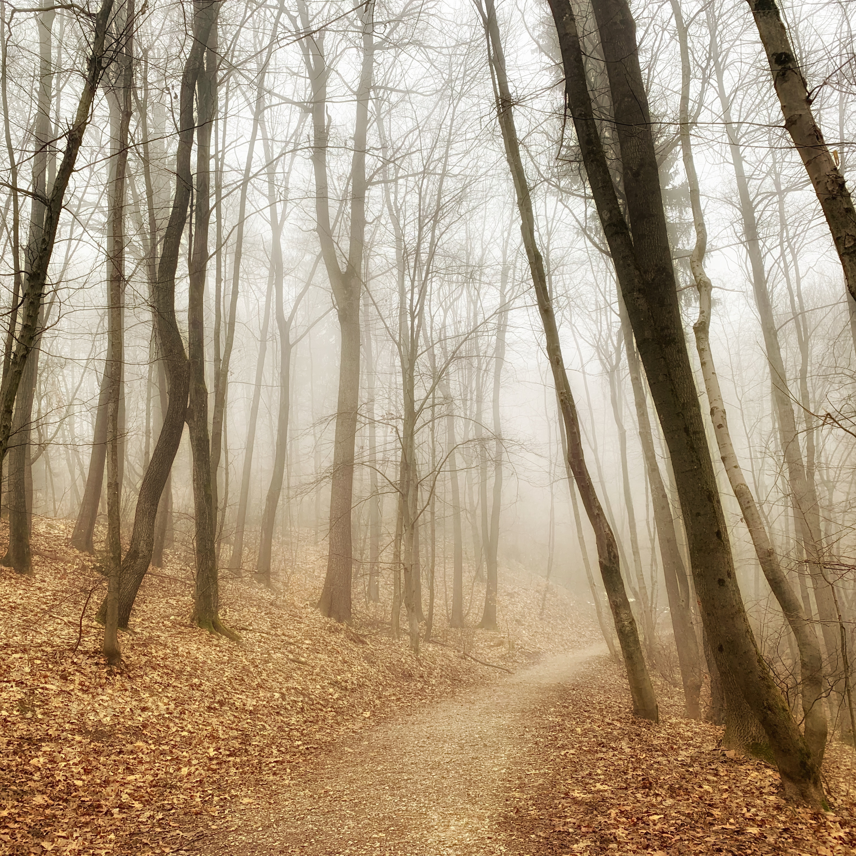 Out of the Woods, Into the City