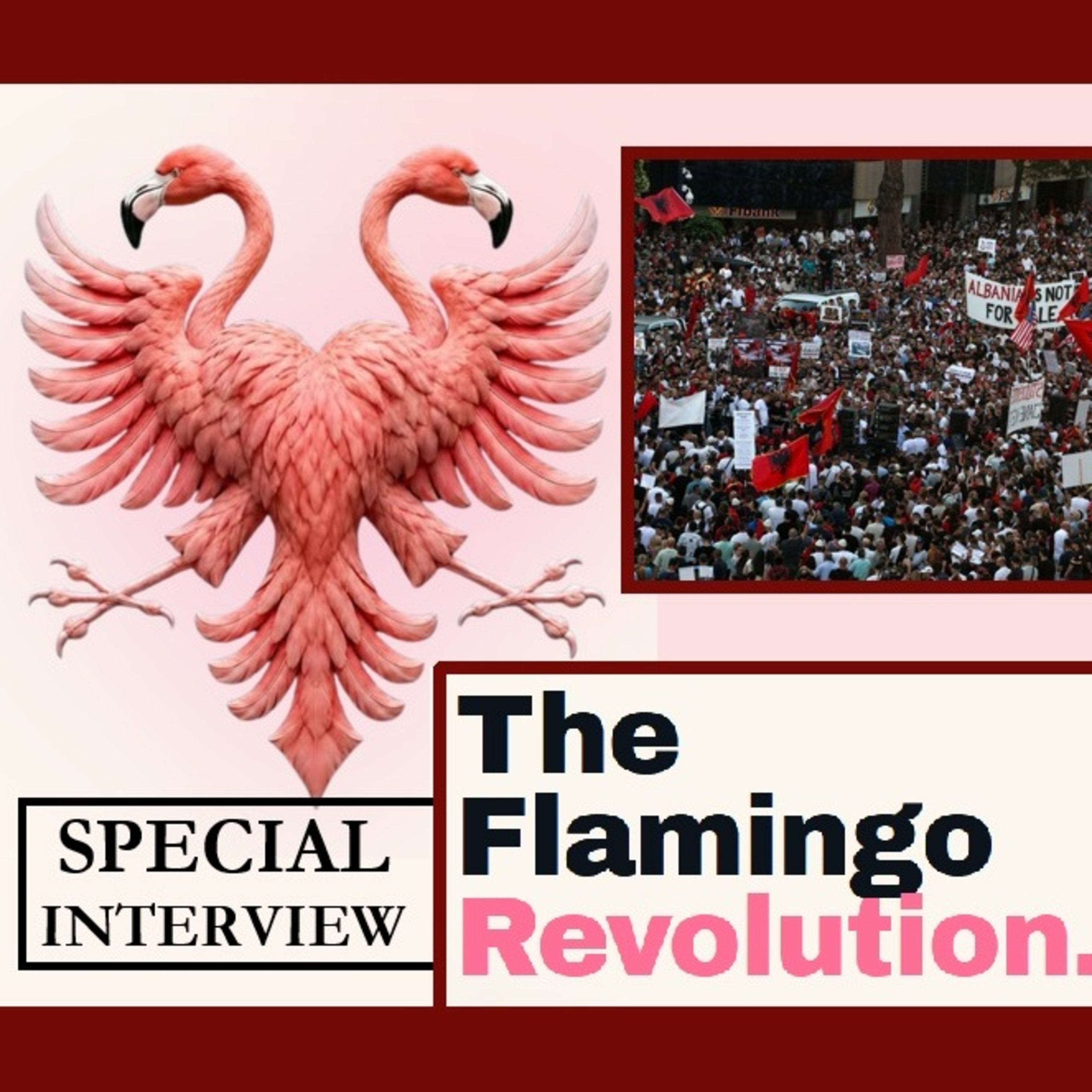 SNV Special Interview: The Flamingo Revolution episode artwork