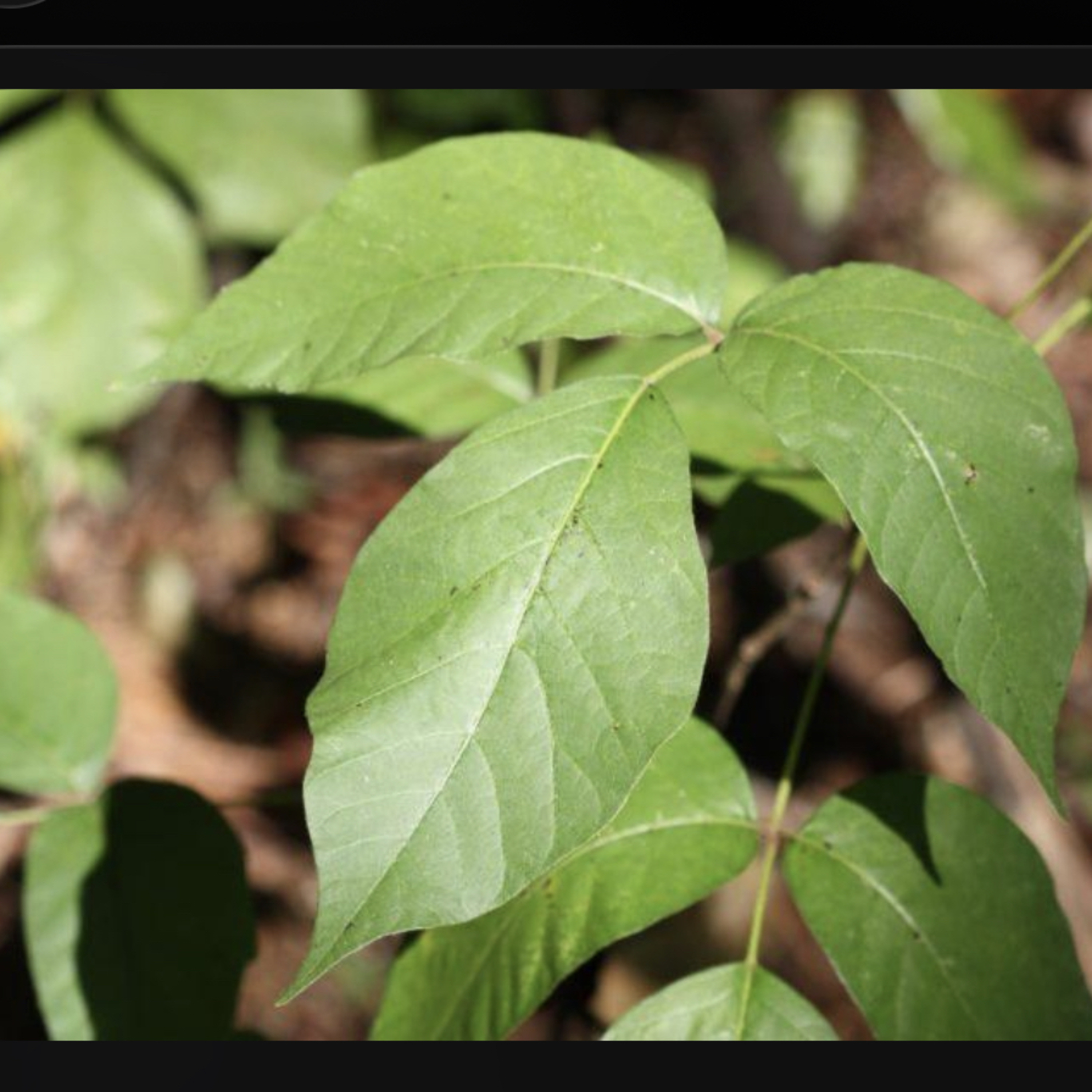 Ch. on poison ivy from “Nature Reader” #4 episode artwork