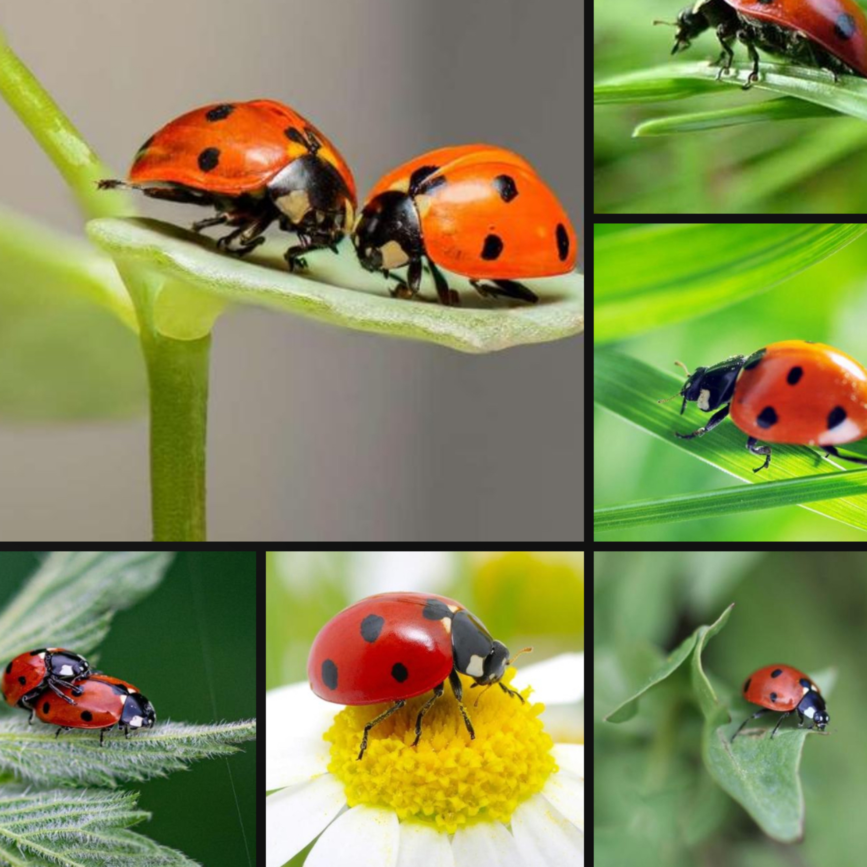 Ch. on ladybugs from Nature Reader book #4 episode artwork