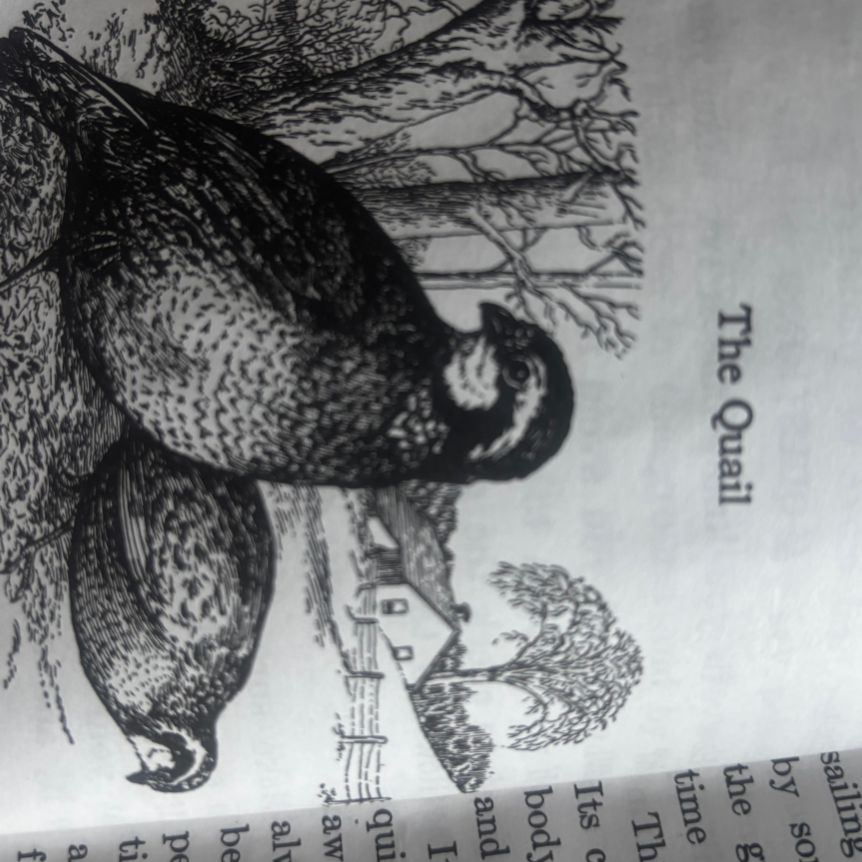 “The quail” from the Christian liberty press nature, reader book #4 episode artwork