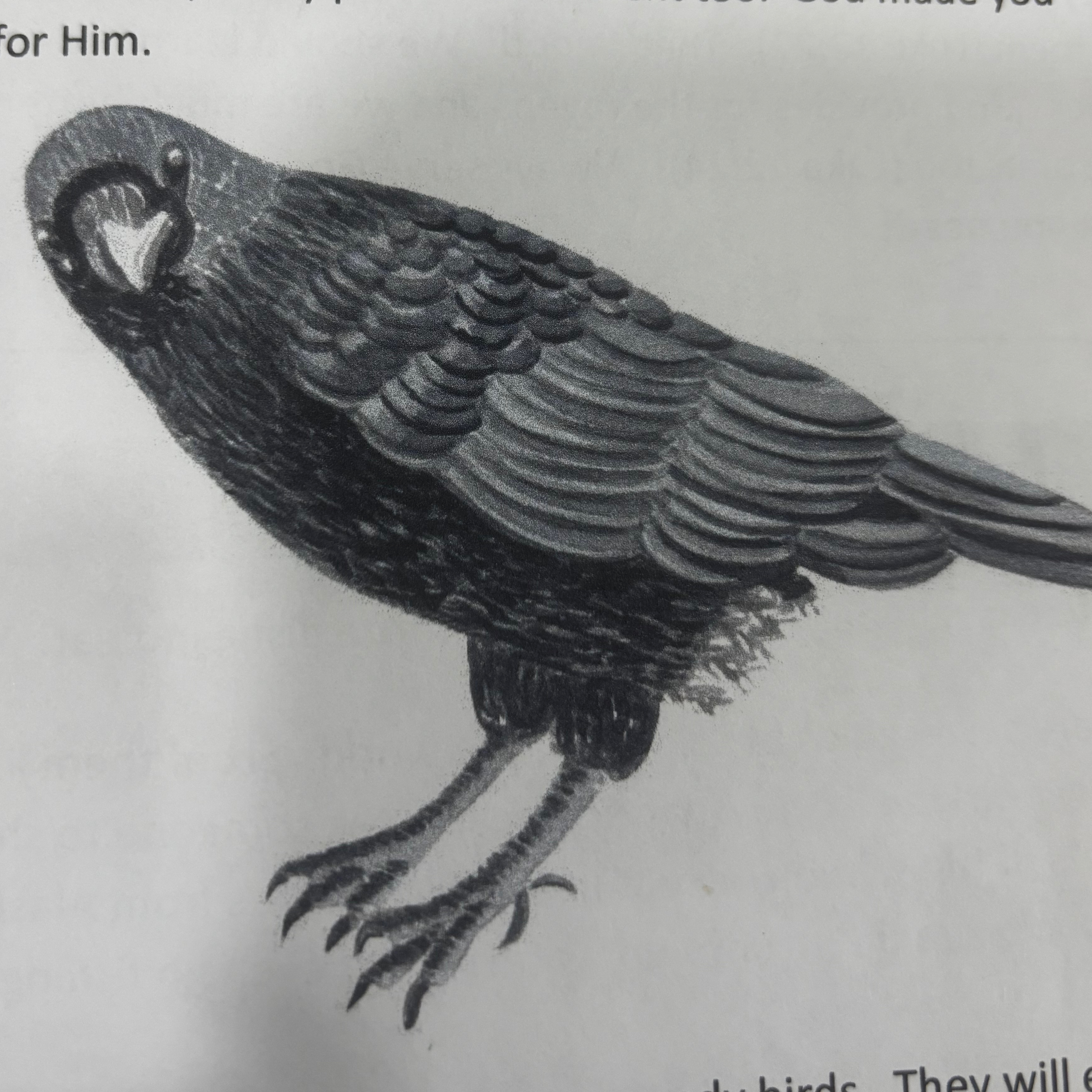 Pt 5 Ravens and Salmon  episode artwork