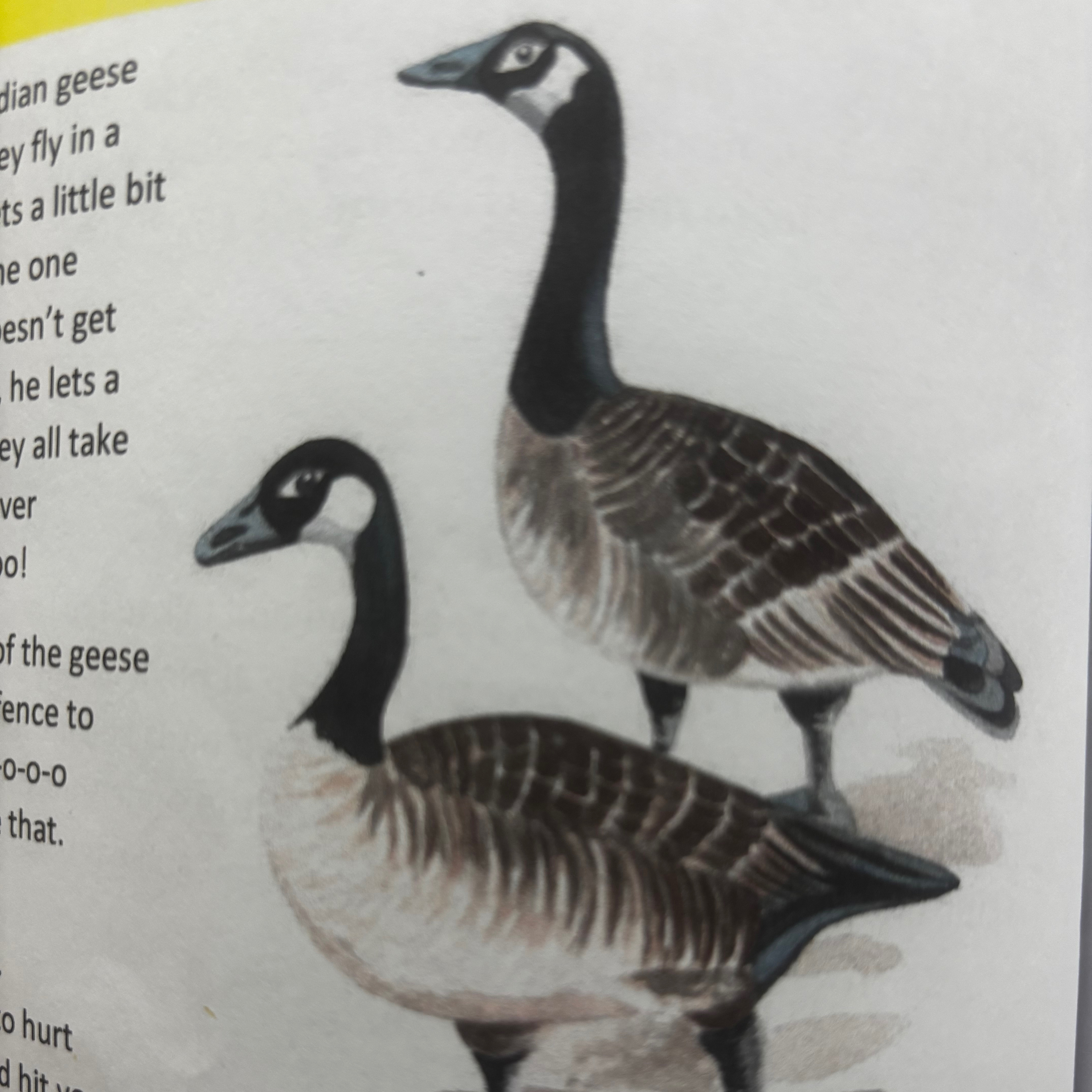 Part 7 “Whippoorwills, Canadian Geese, Cats” episode artwork