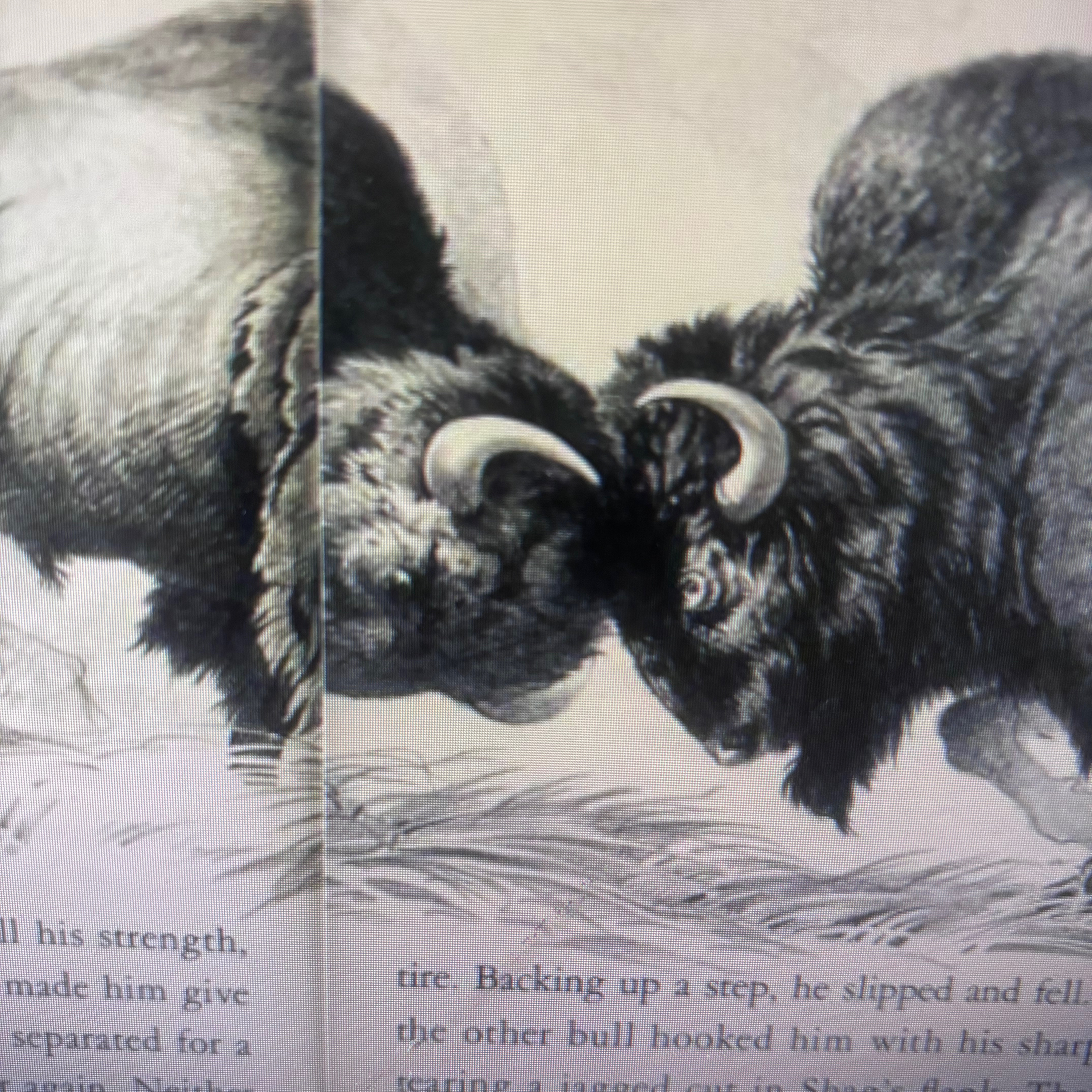 Ch 3 “Shag: Last of the Plains Buffalo” episode artwork