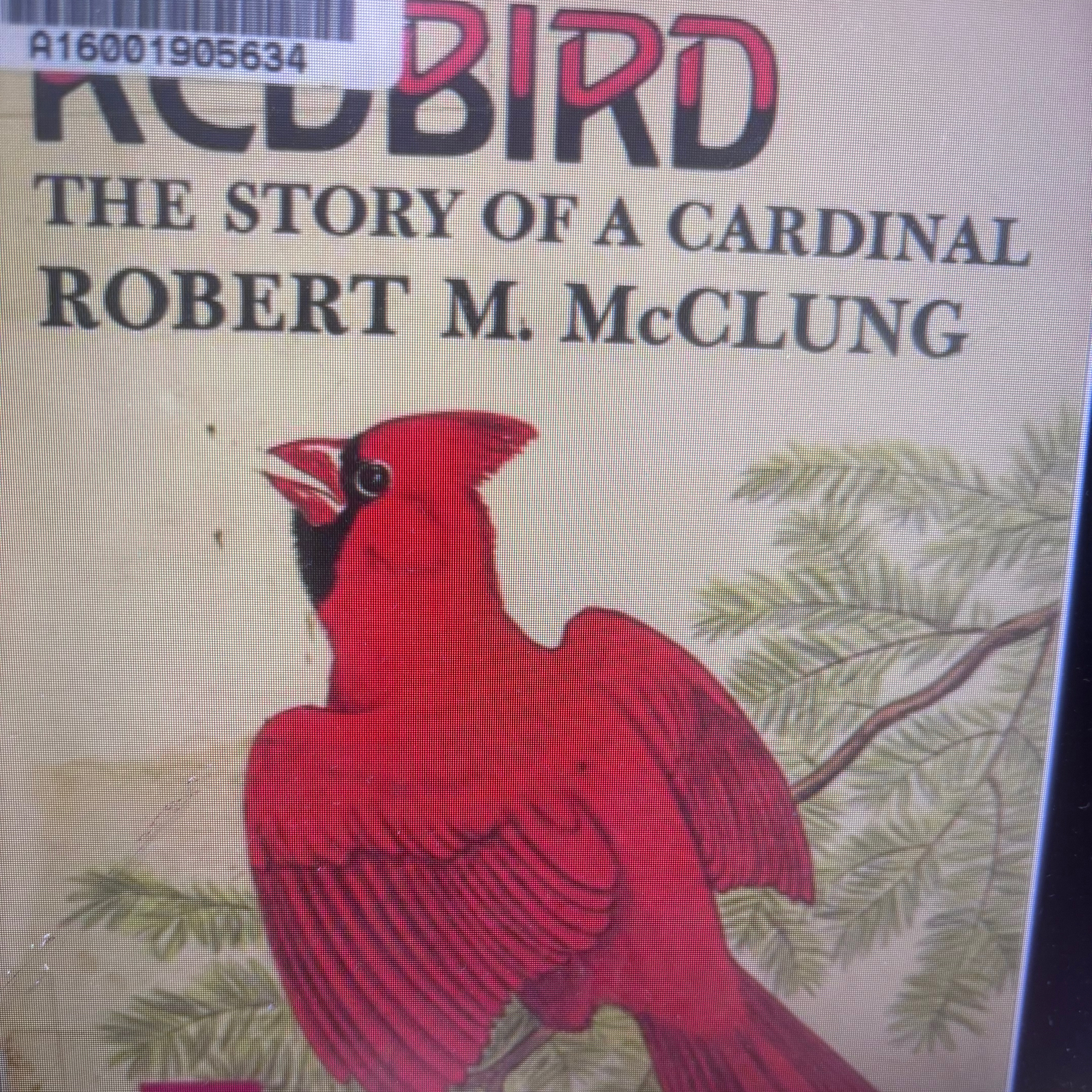 Pt 1 “Redbird: the story of a cardinal” by Robert M. McClung episode artwork