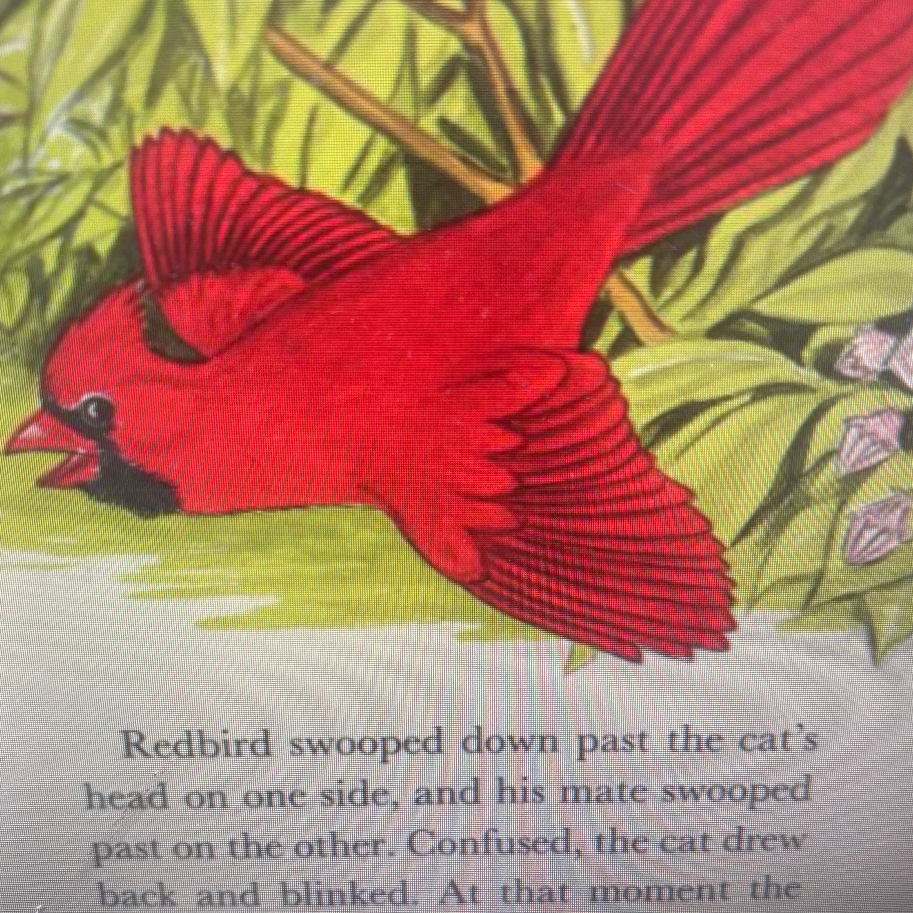 pt 2/2 of “Redbird: the story of a cardinal”  episode artwork