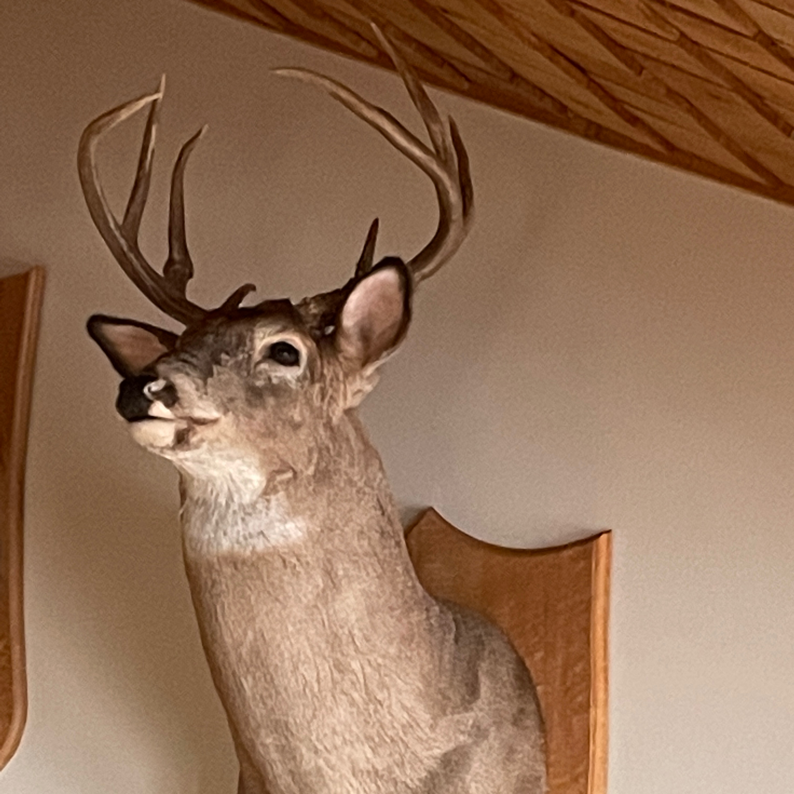Bucks & Booze