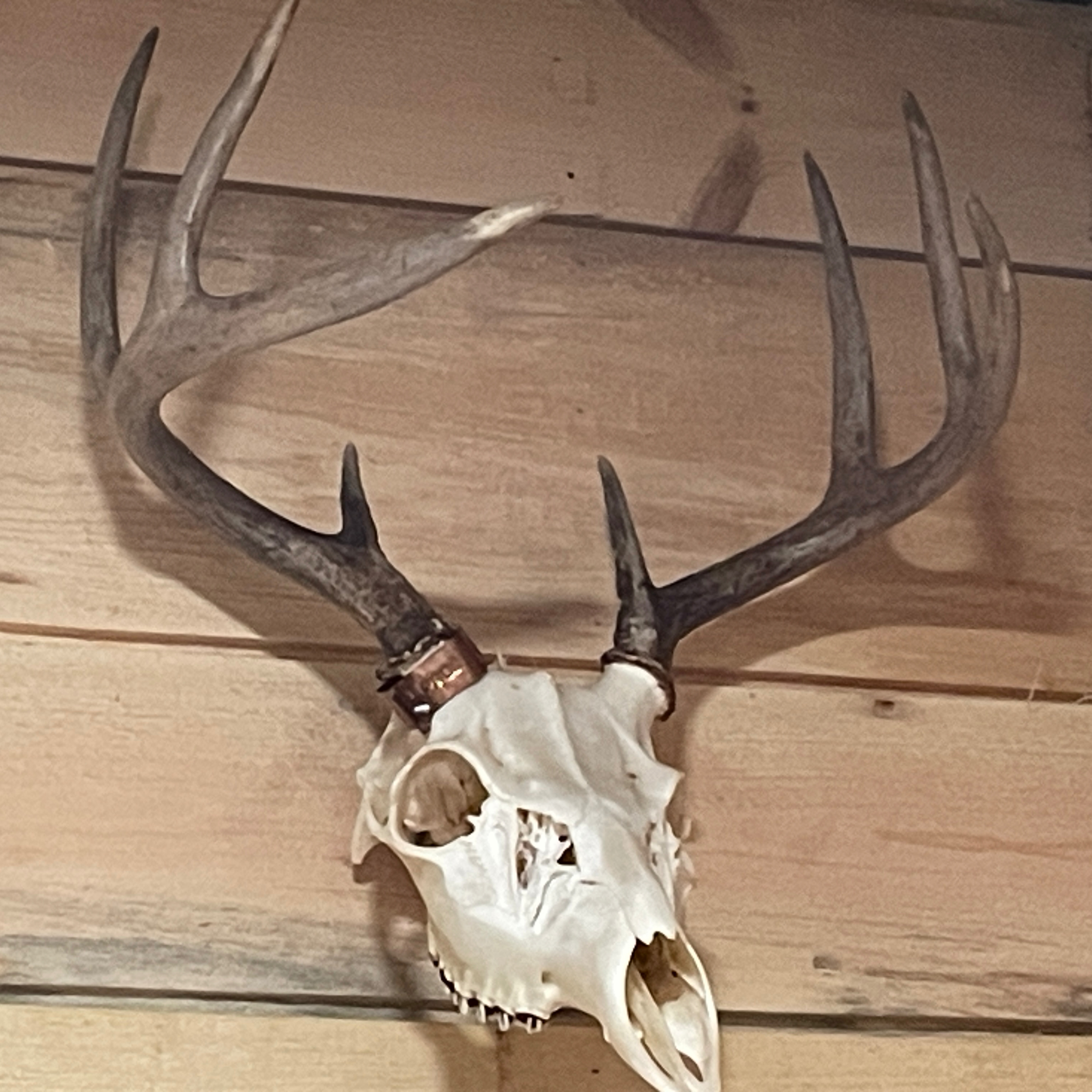 Bucks & Booze