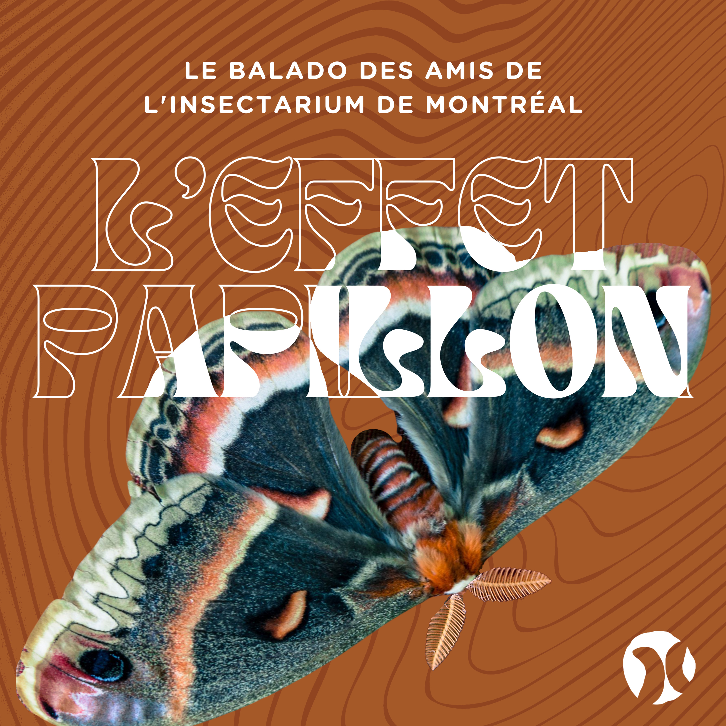 3. Les papillons (partie 1) : La vie secrète de la star des insectes 🦋🌟