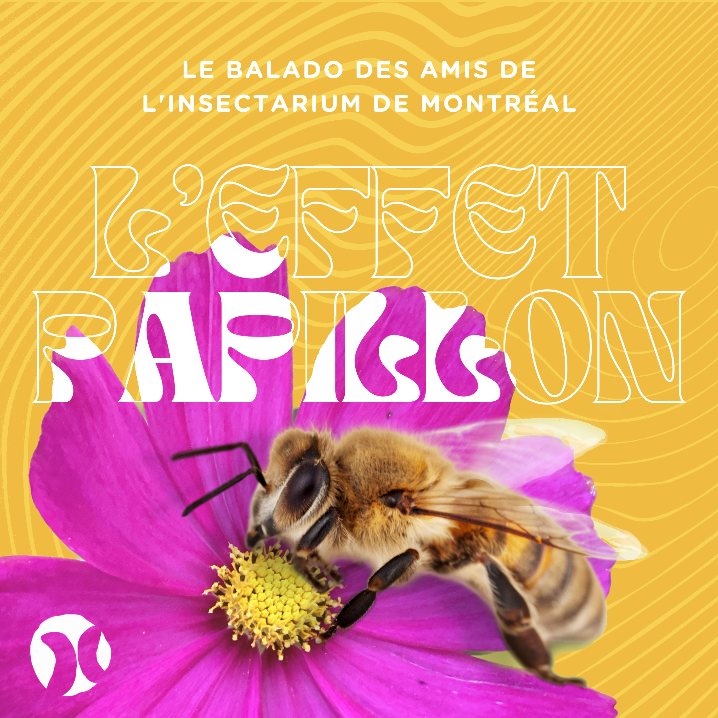 5. Quand les abeilles s'invitent en ville (avec Polliflora) 🐝🍯