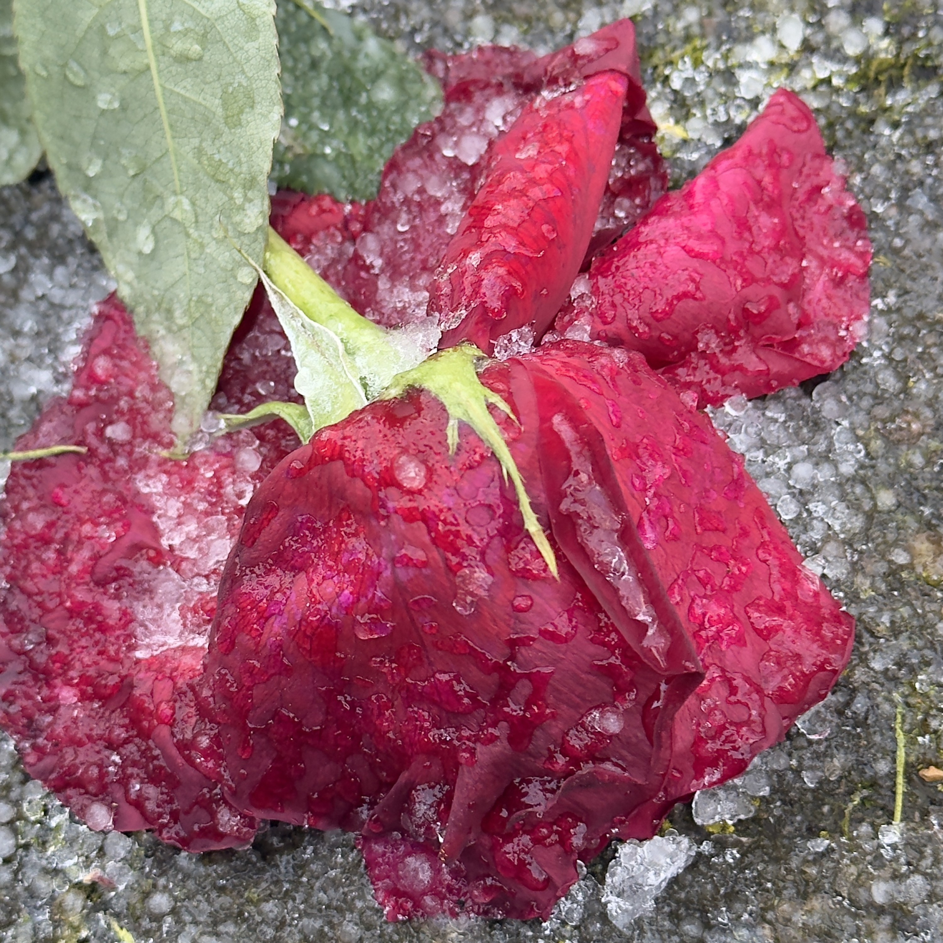 The Bleeding Truths of Valentine's Day