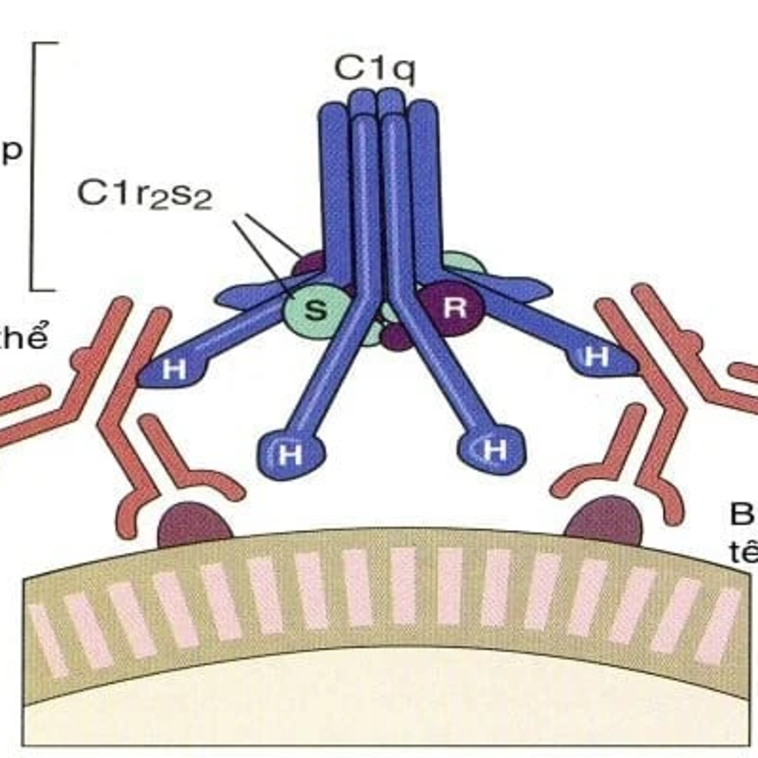 Cập nhật Y khoa mới nhất